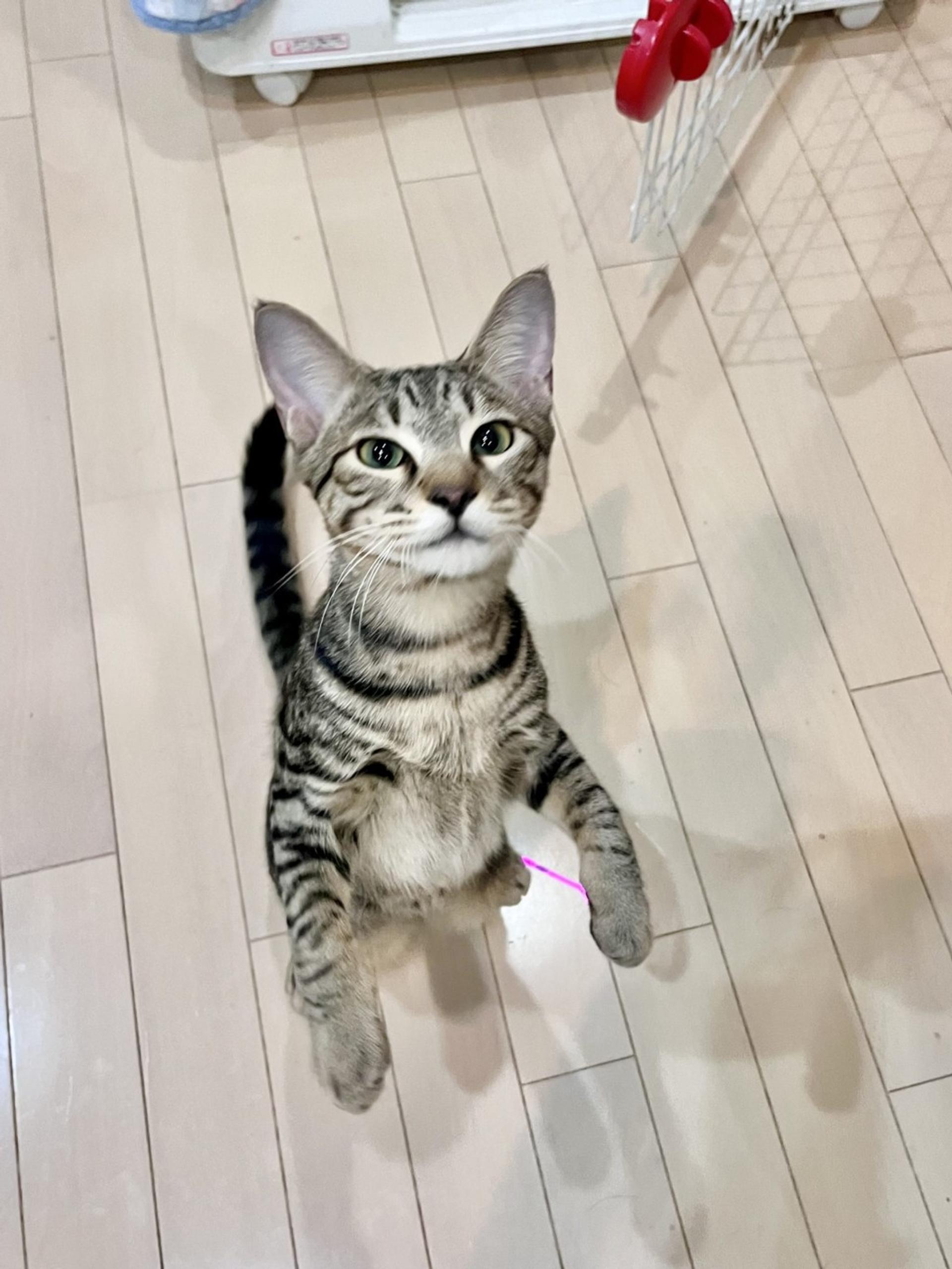 pet-image-3