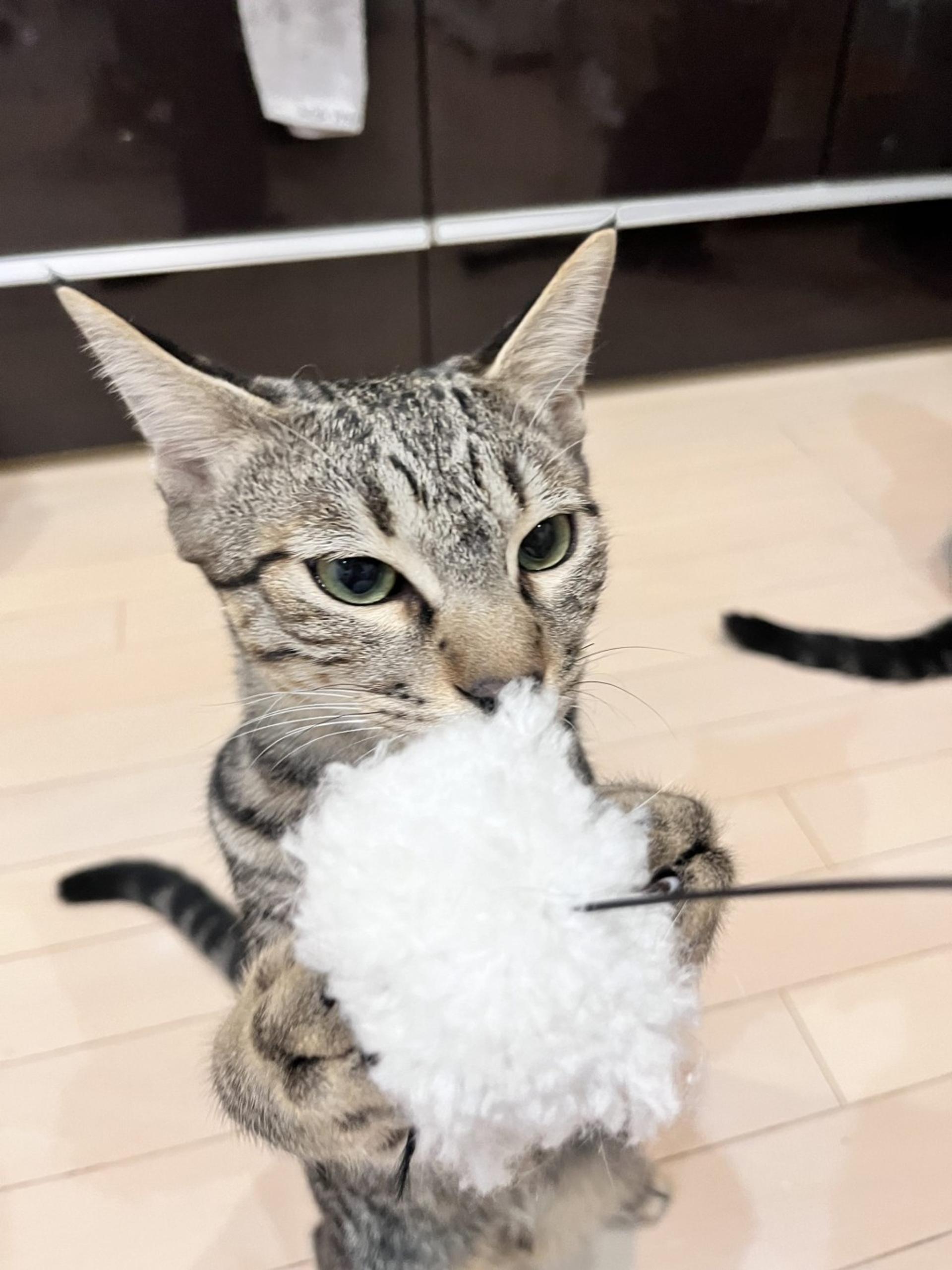 pet-image-4
