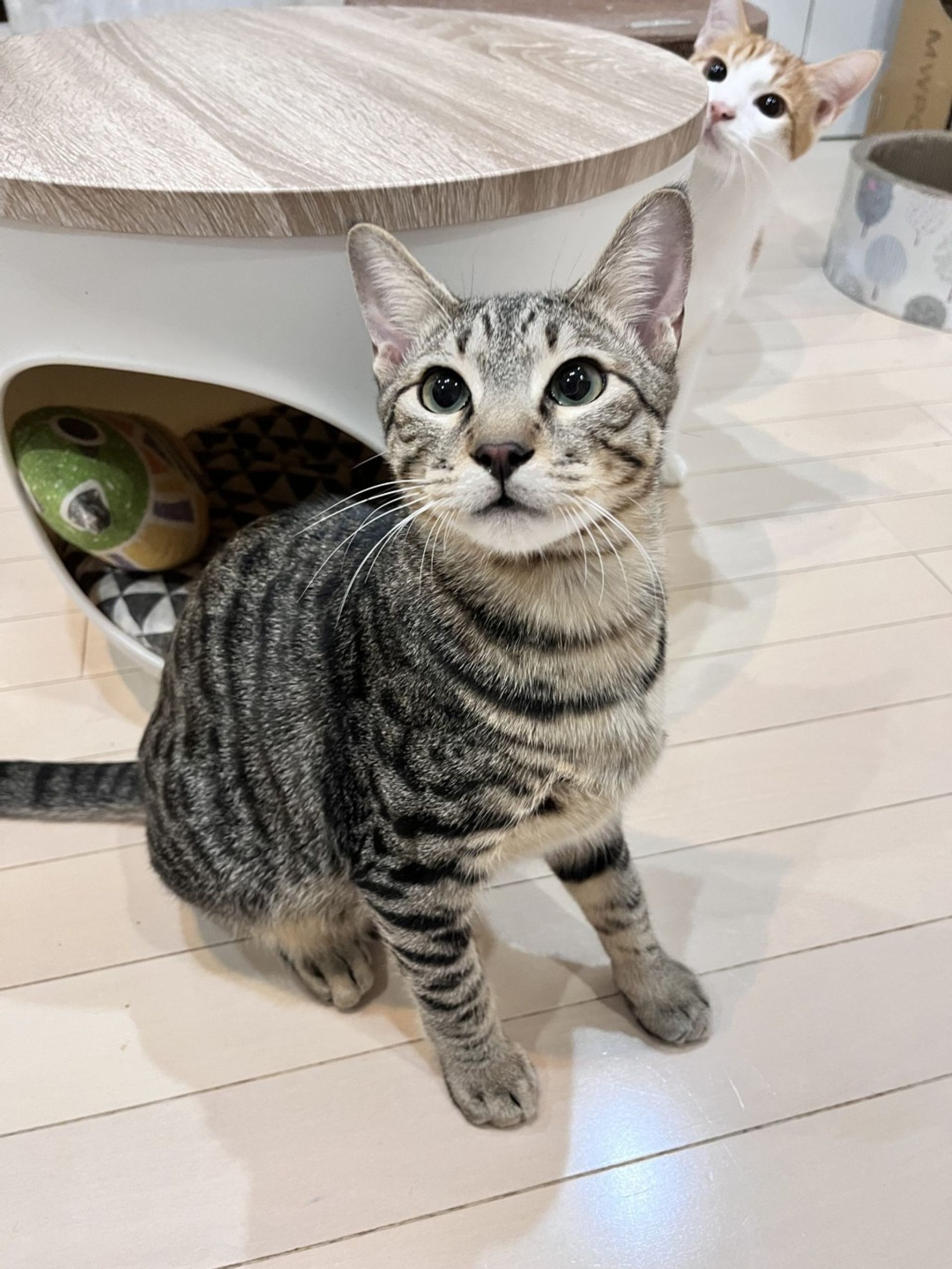 雑種（ミックス猫）・オスの里親募集の写真
