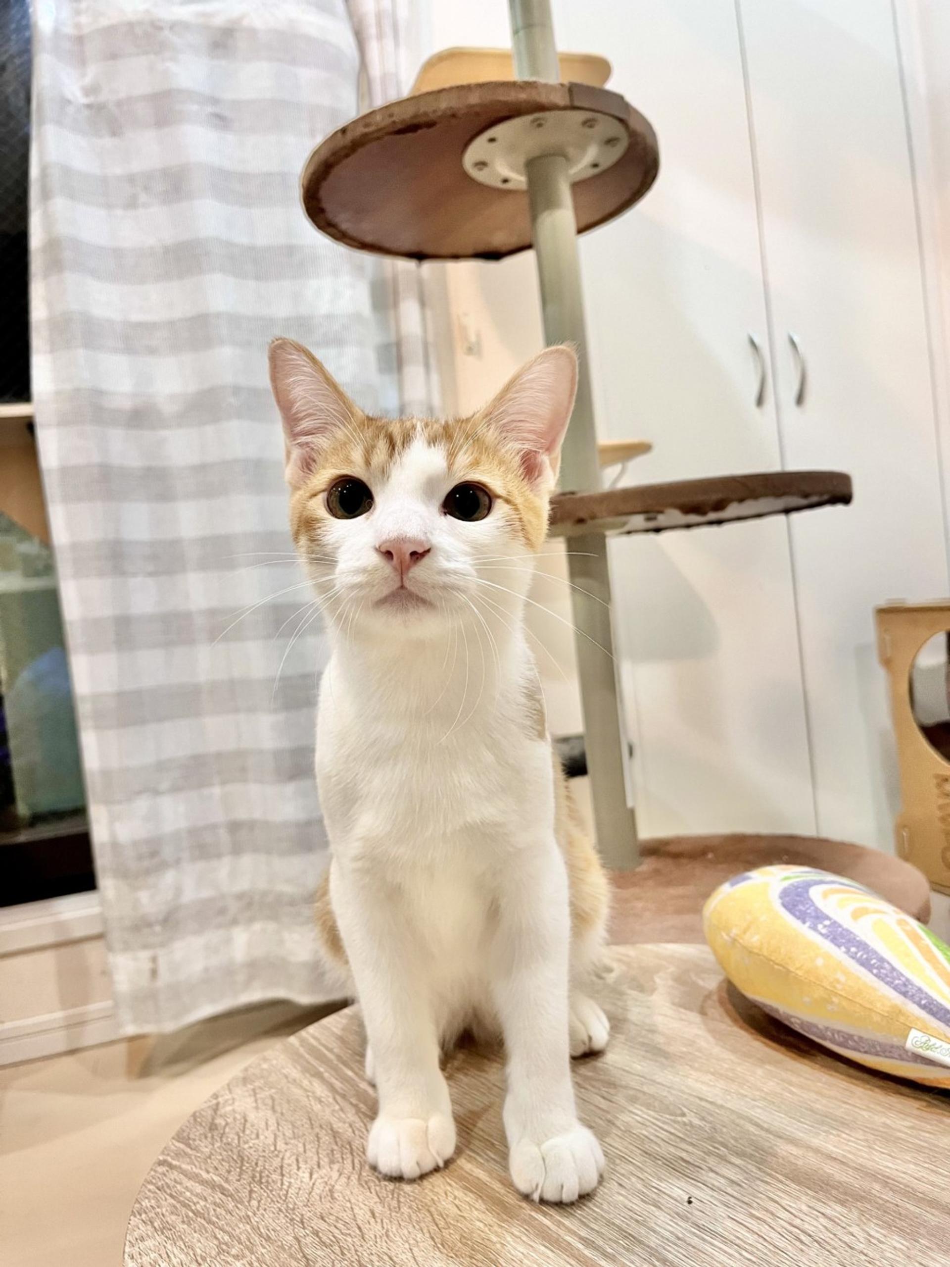pet-image-2