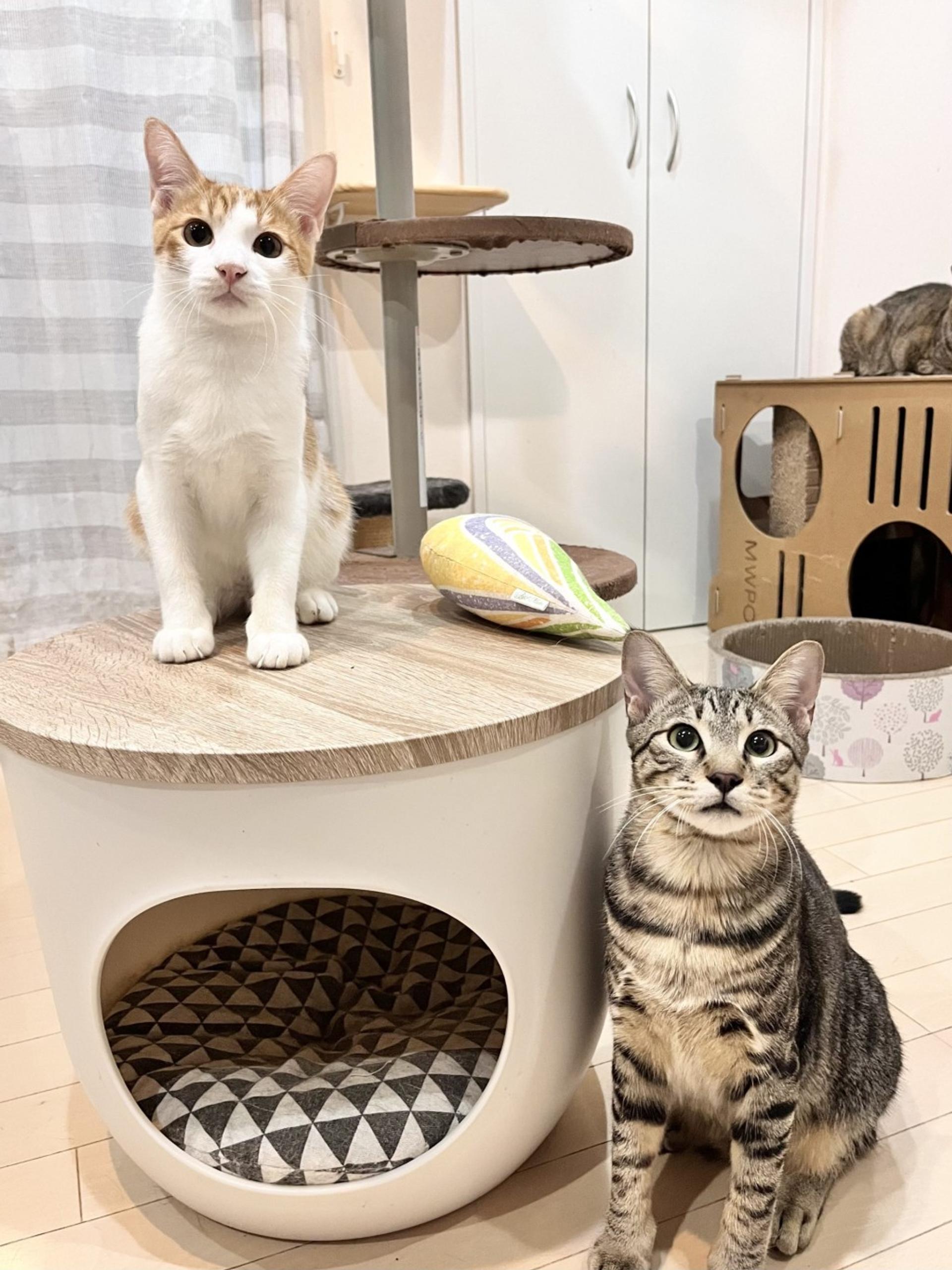 pet-image-3