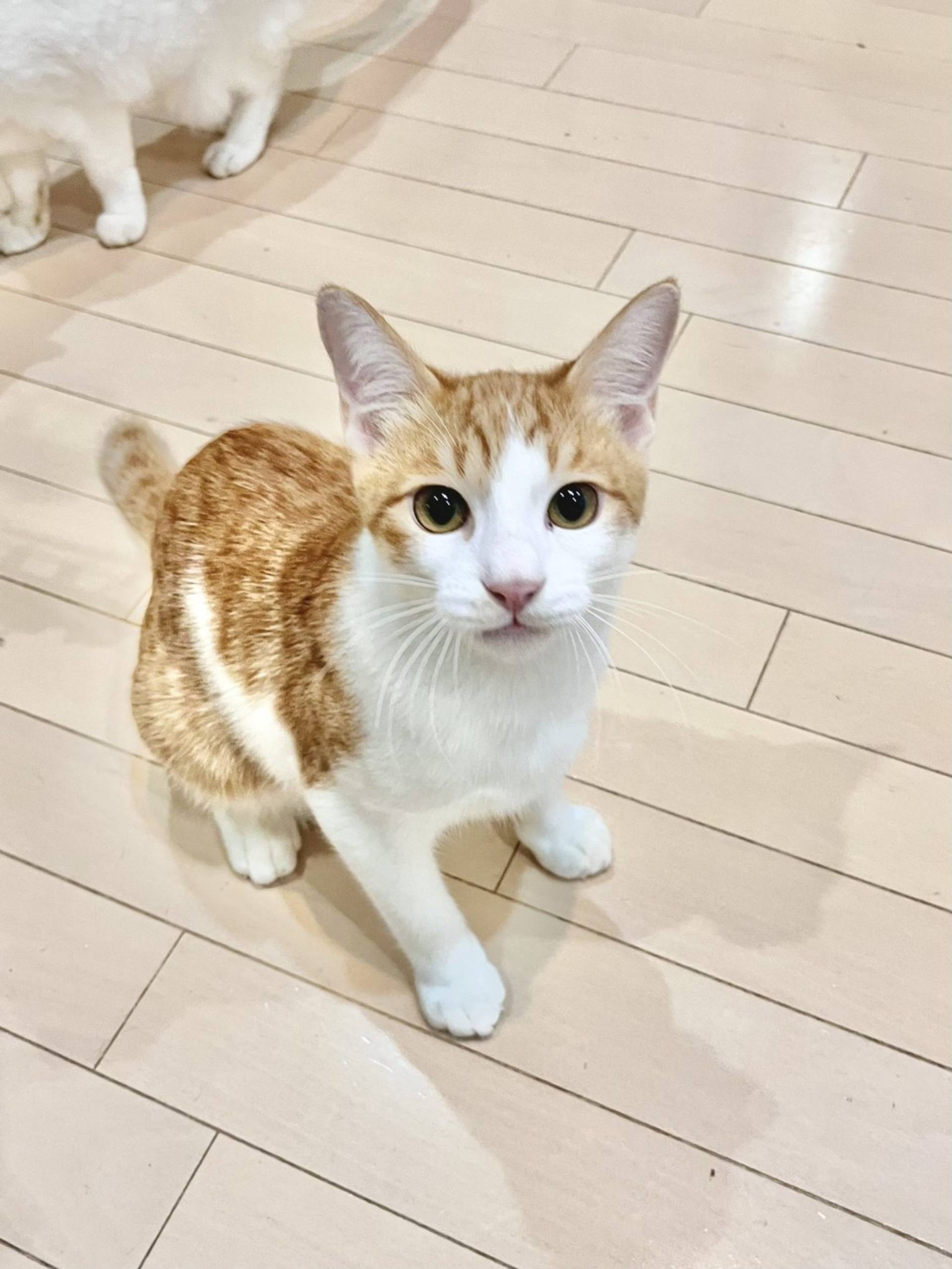 雑種（ミックス猫）・オスの里親募集の写真