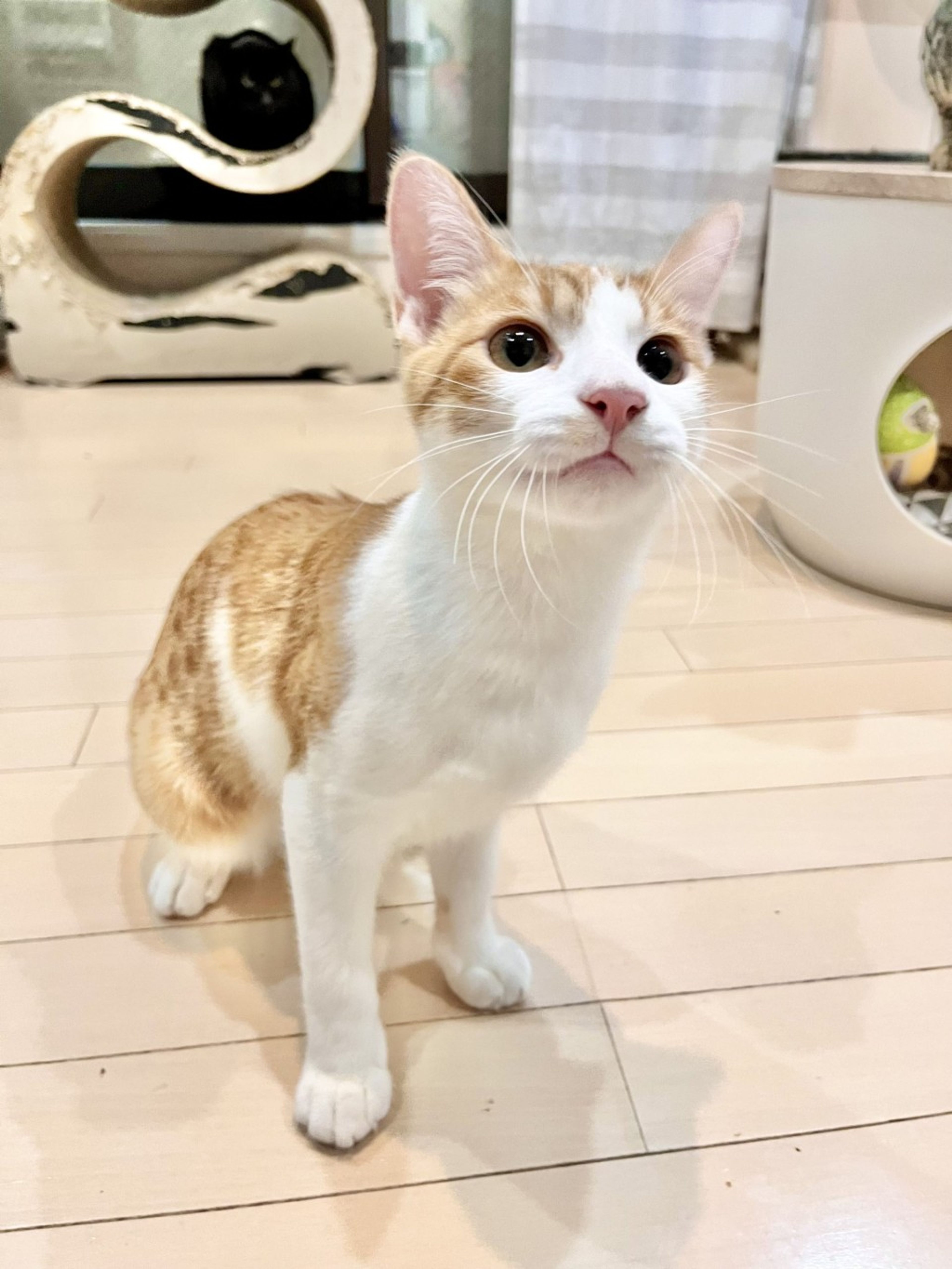 pet-image-4