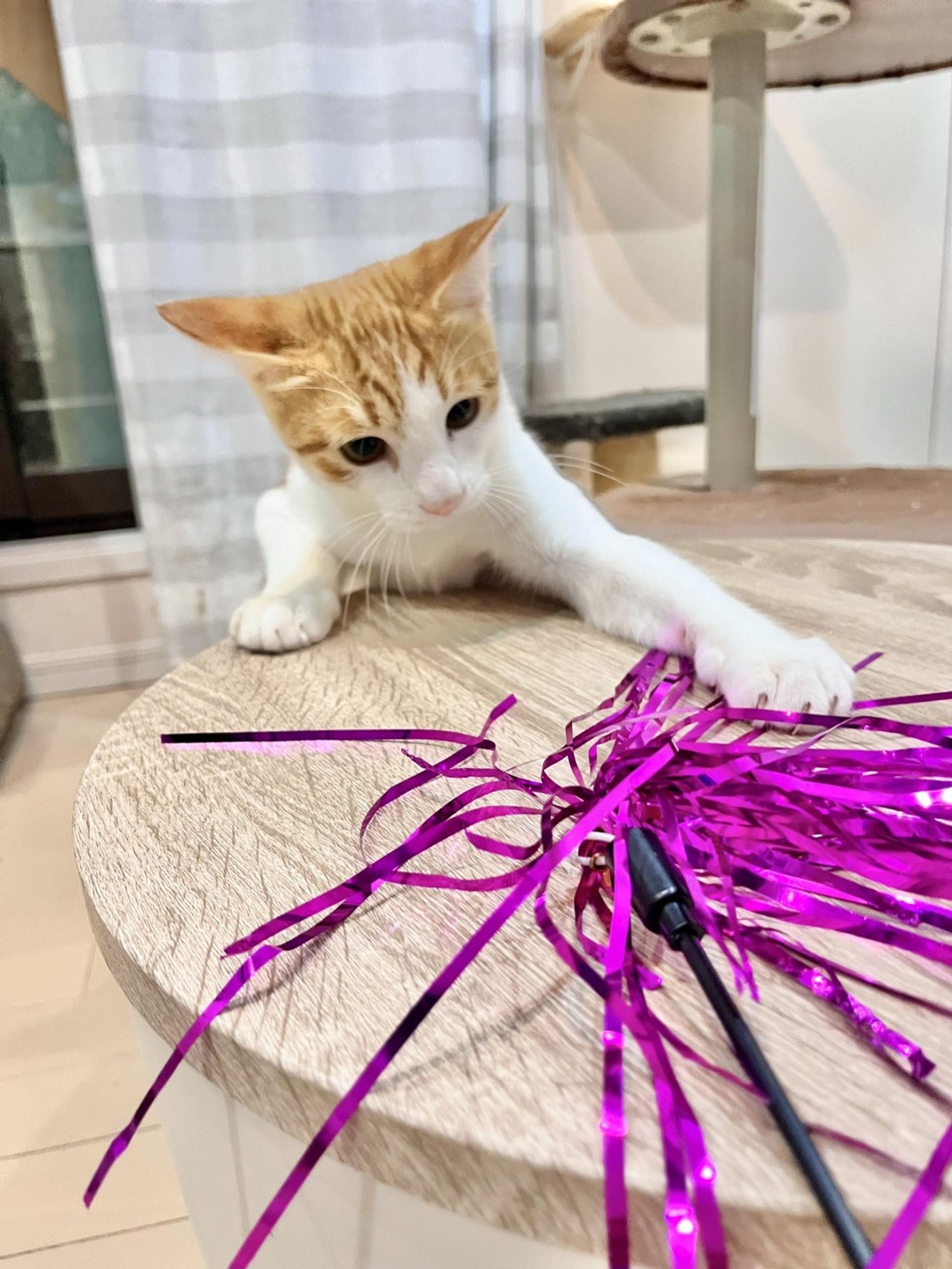 pet-image-5
