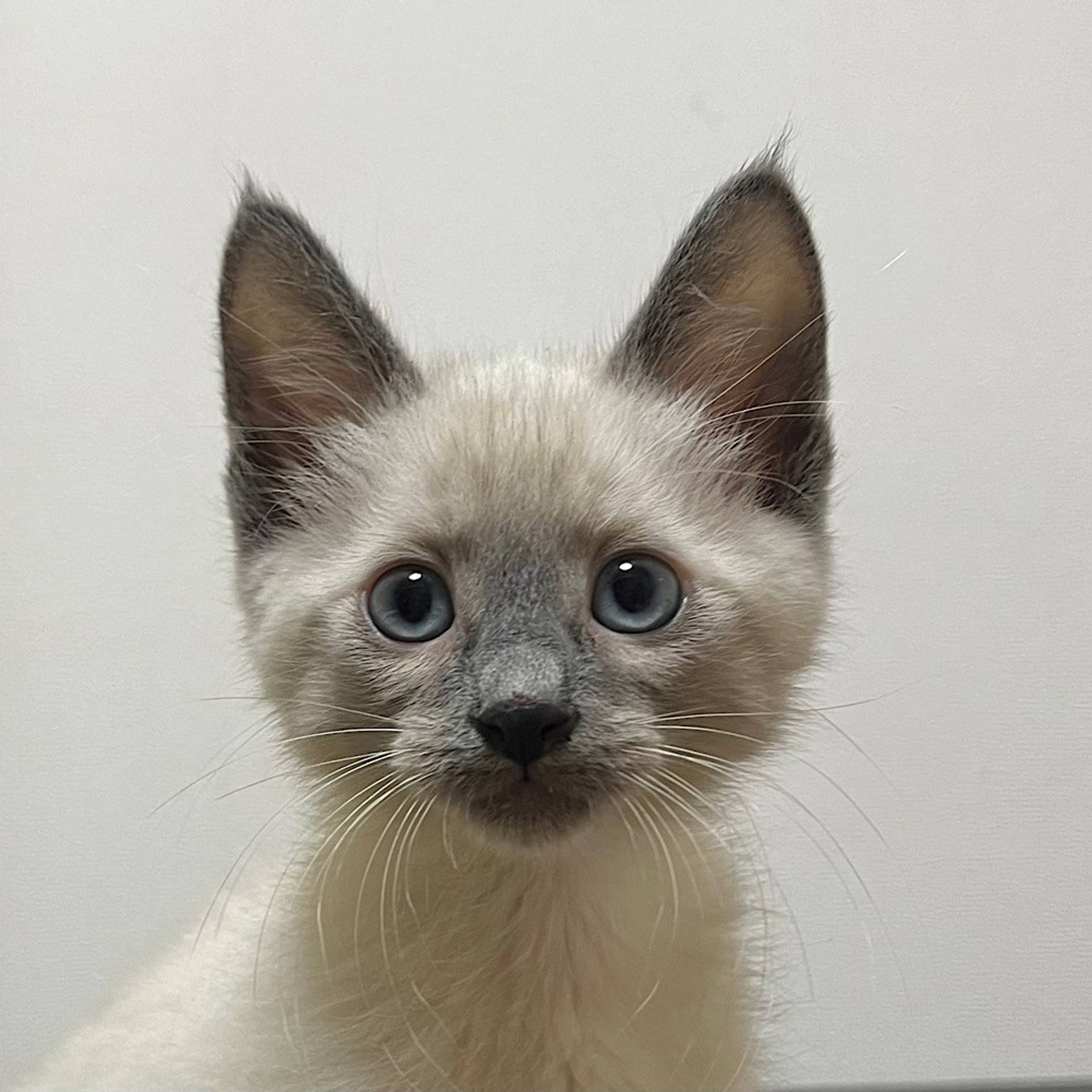雑種（ミックス猫）・オスの里親募集の写真