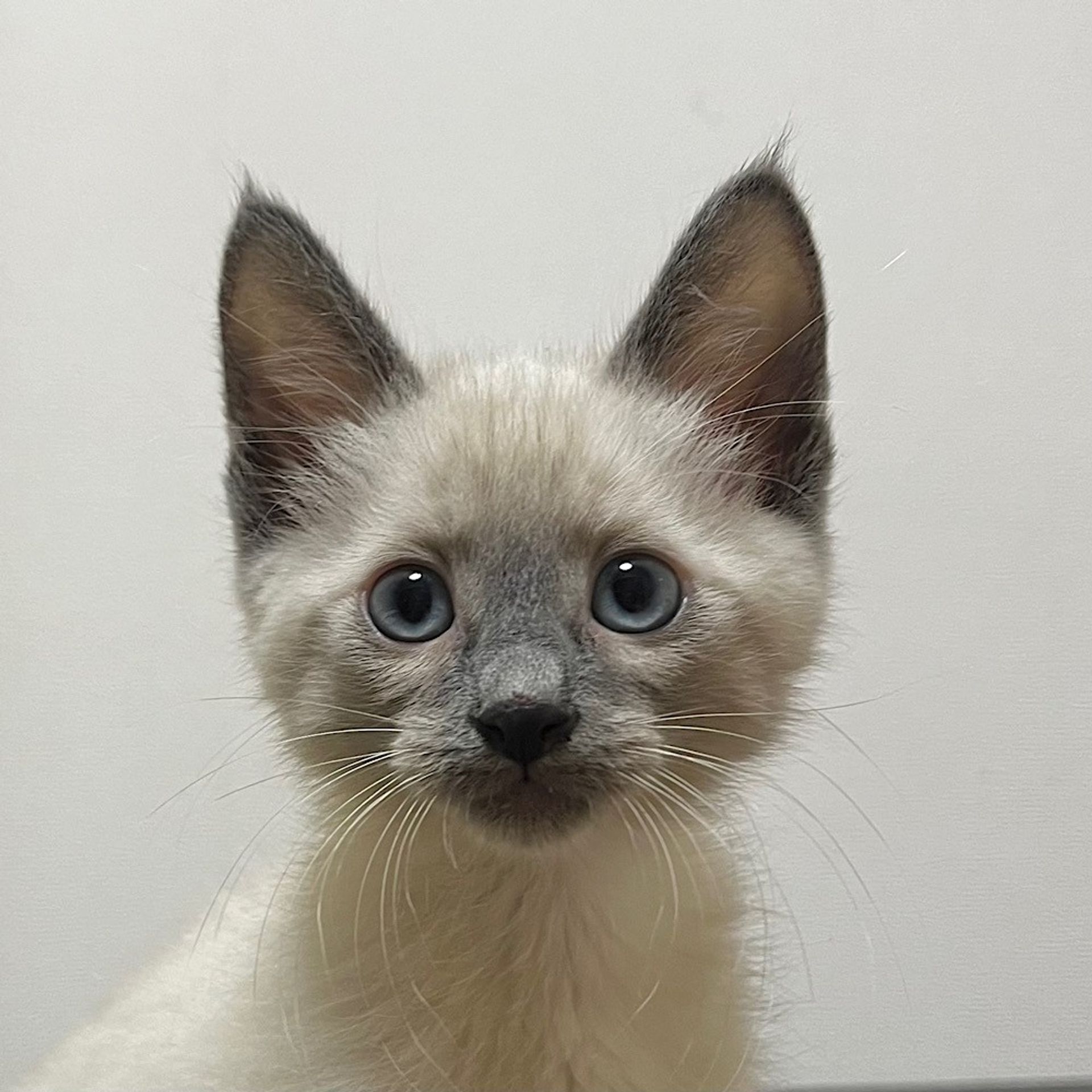 雑種（ミックス猫）・オスの里親募集の写真