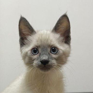 おぼろくん[11/10譲渡会参加] の写真