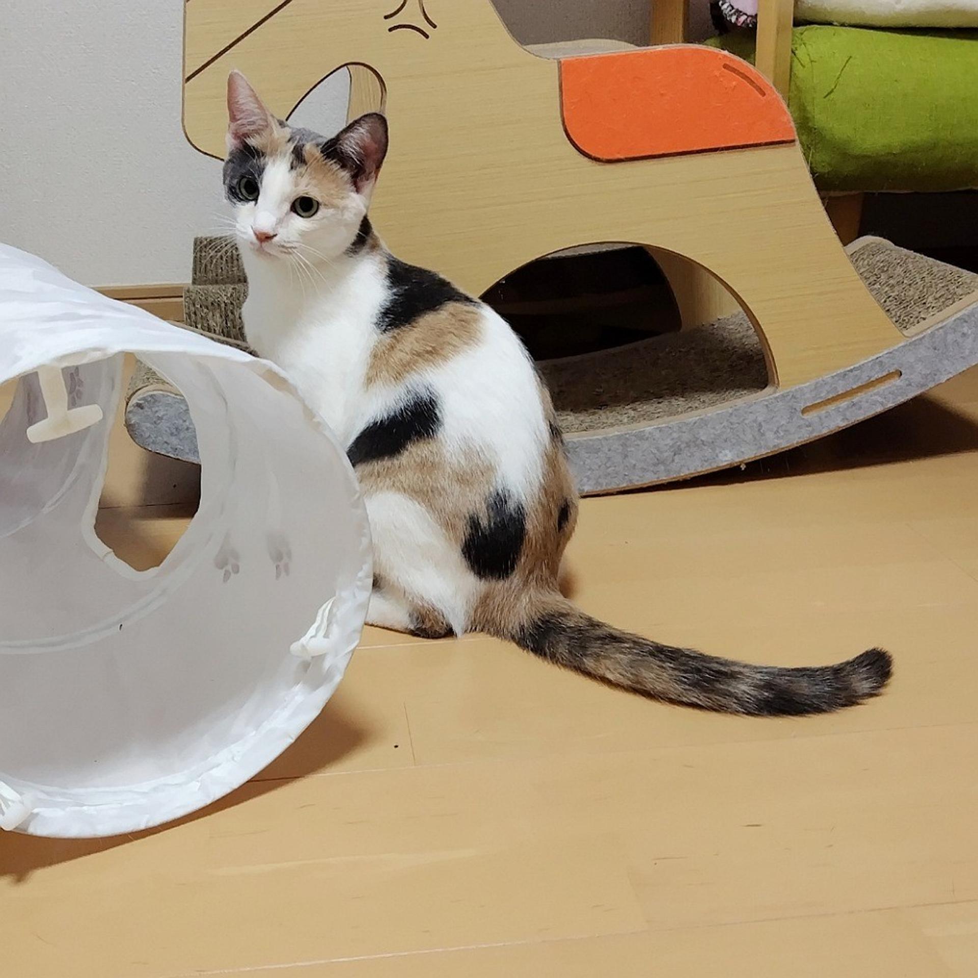 pet-image-3