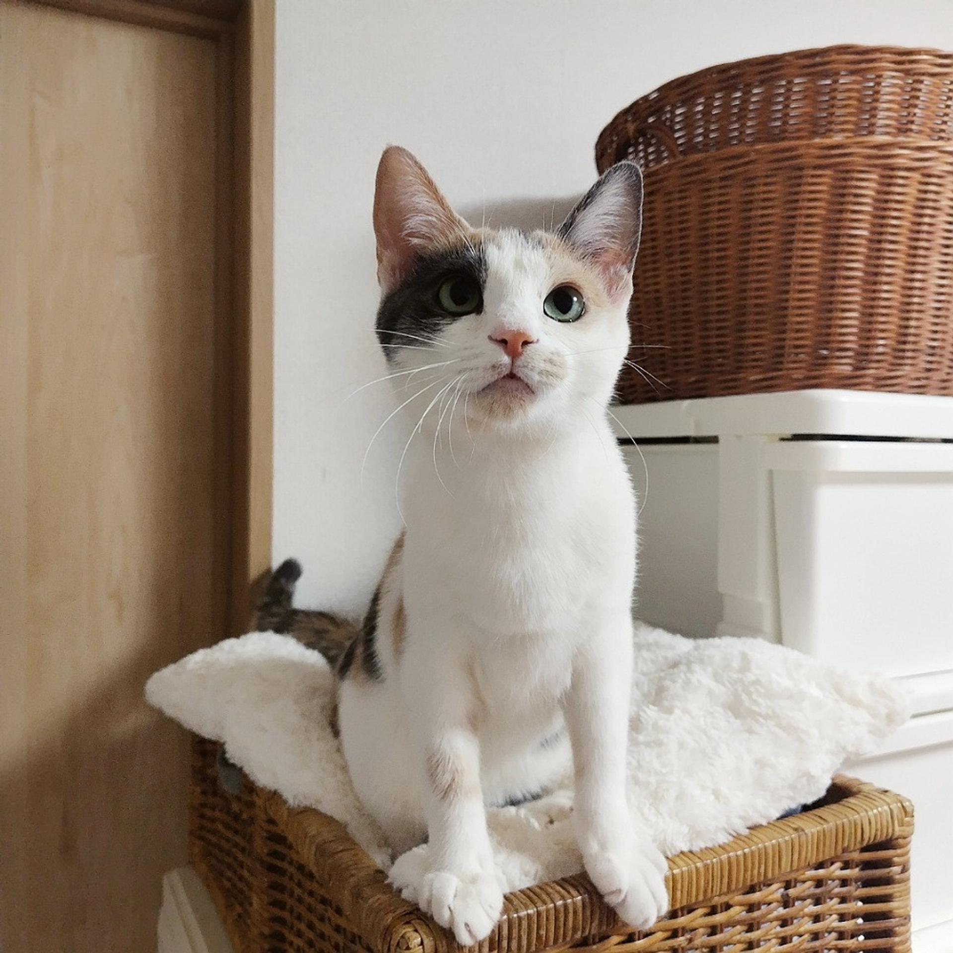 pet-image-4