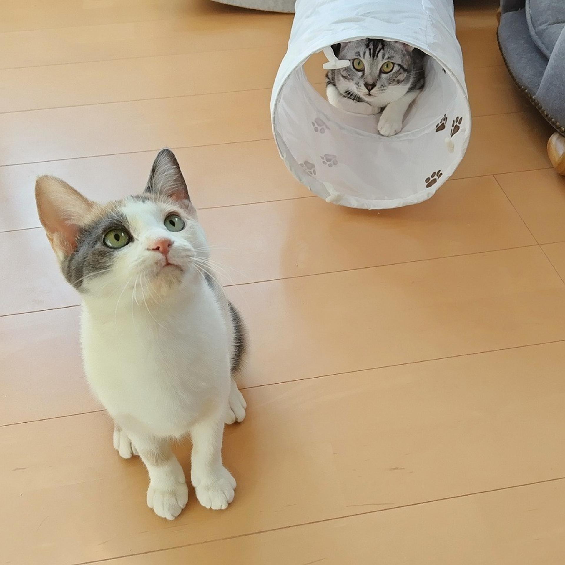 pet-image-5