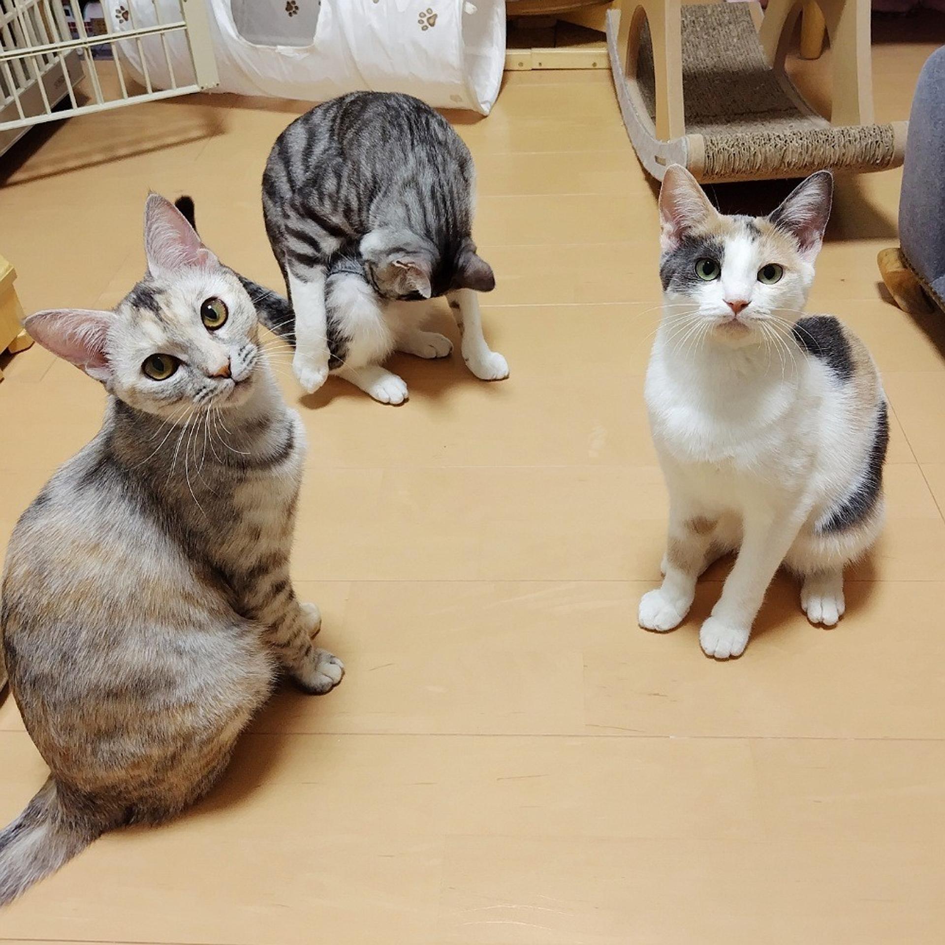 pet-image-6