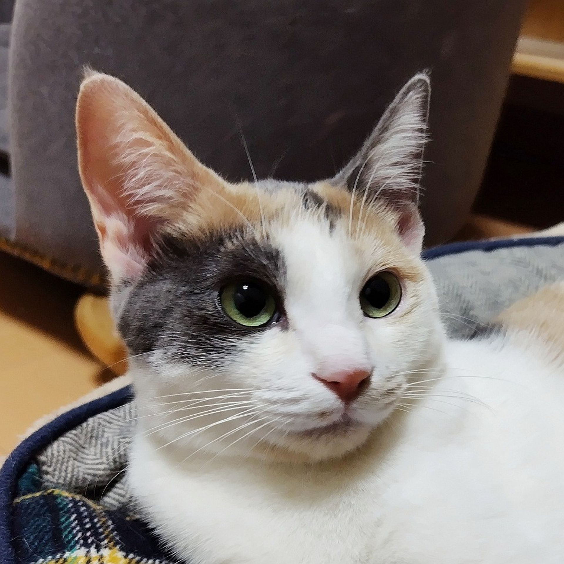 雑種（ミックス猫）・メスの里親募集の写真