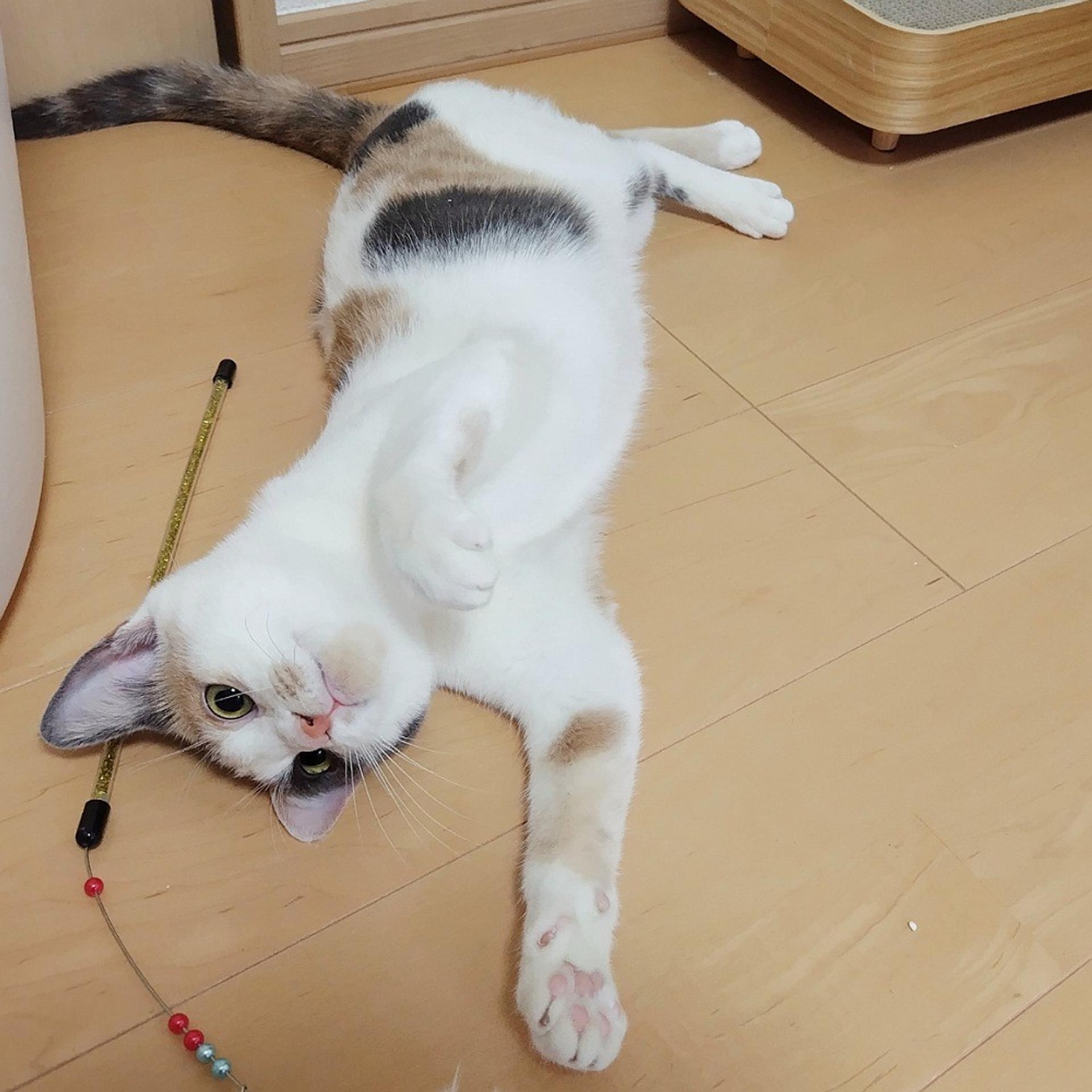 pet-image-2