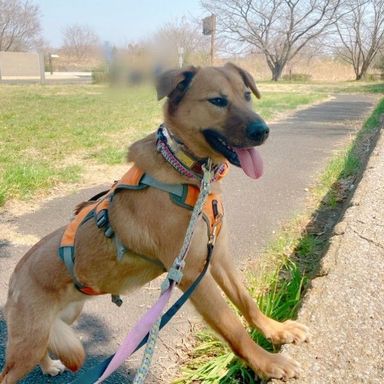 雑種（ミックス犬）・メスの里親募集の写真
