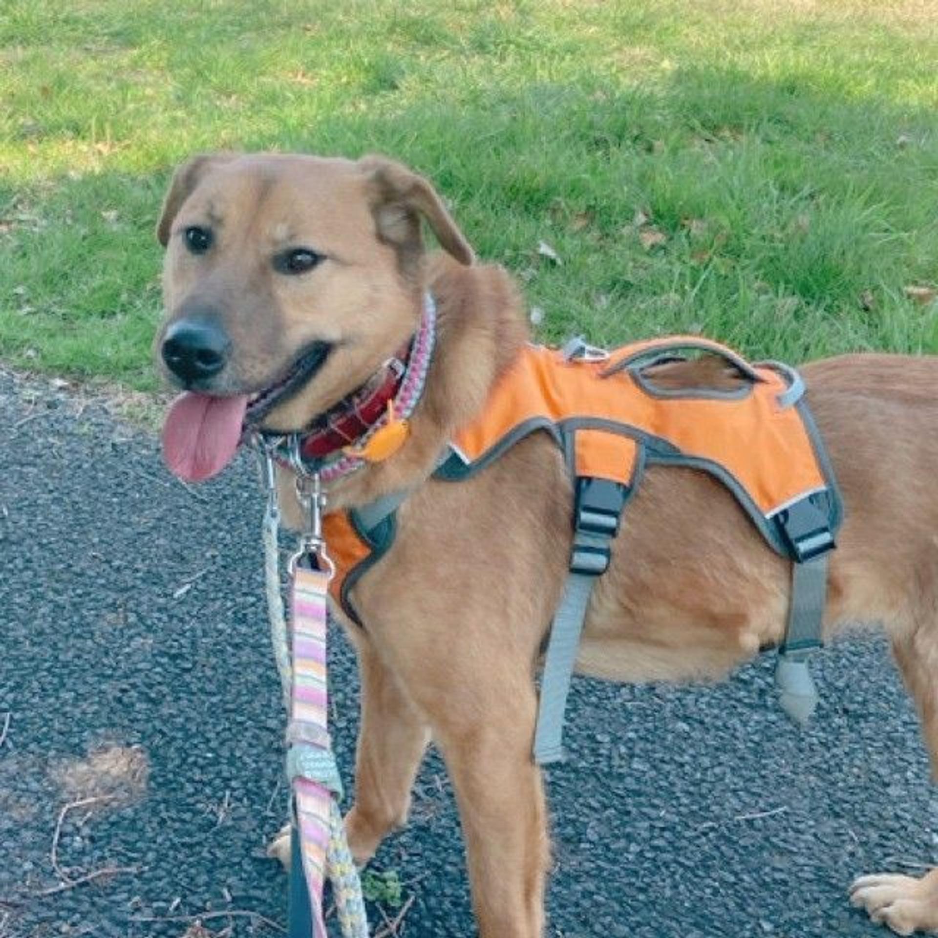 pet-image-2