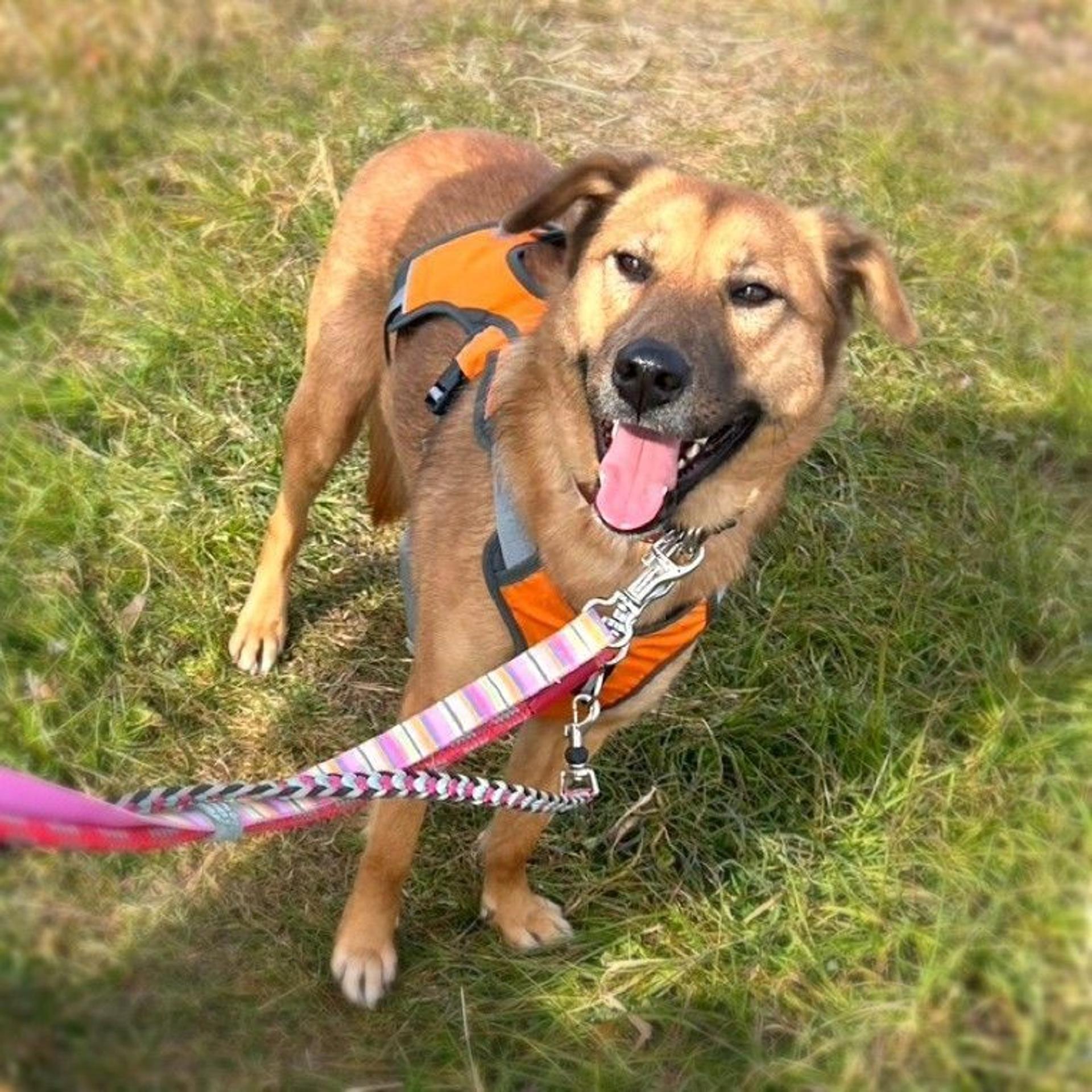 pet-image-5
