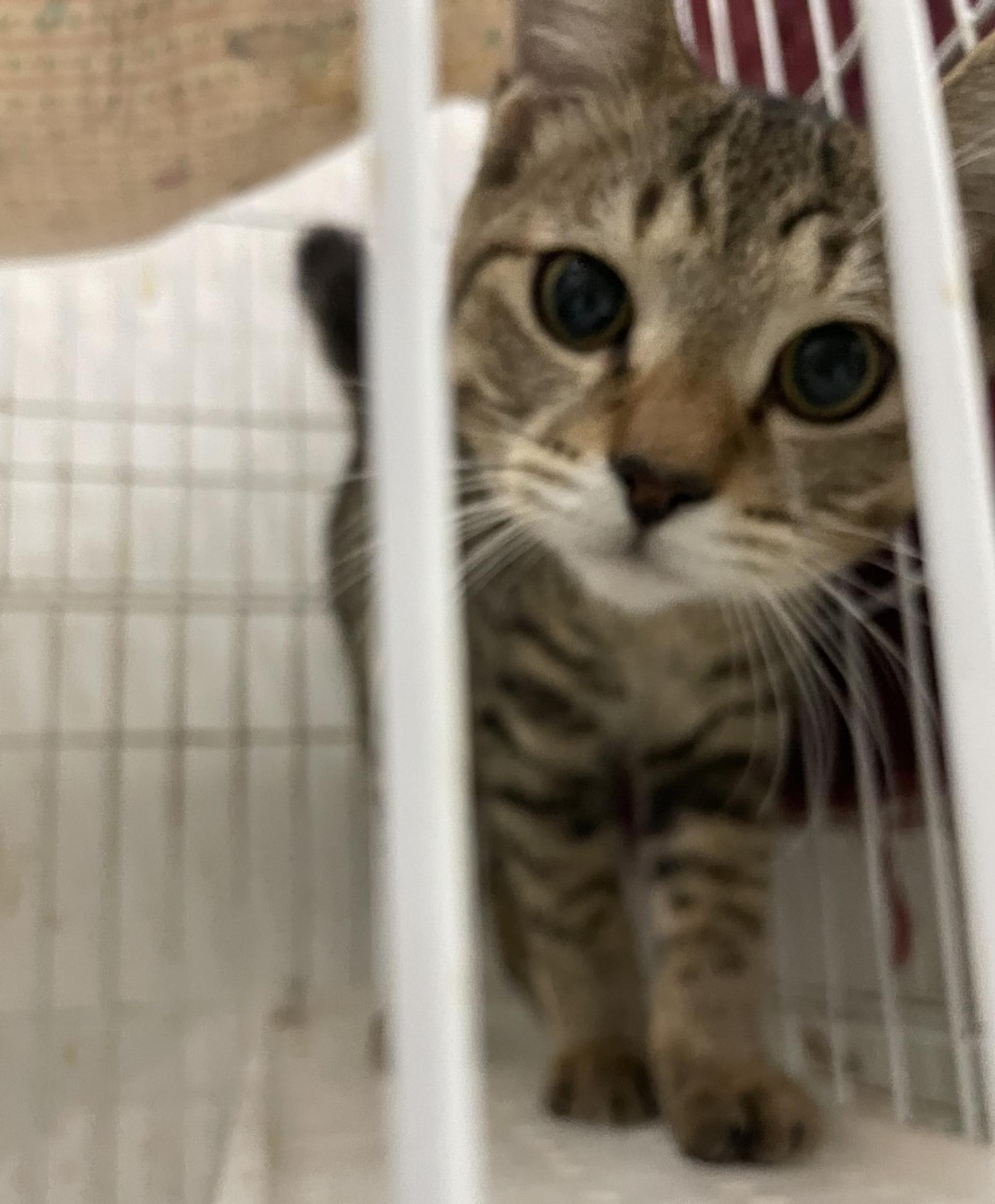 pet-image-7