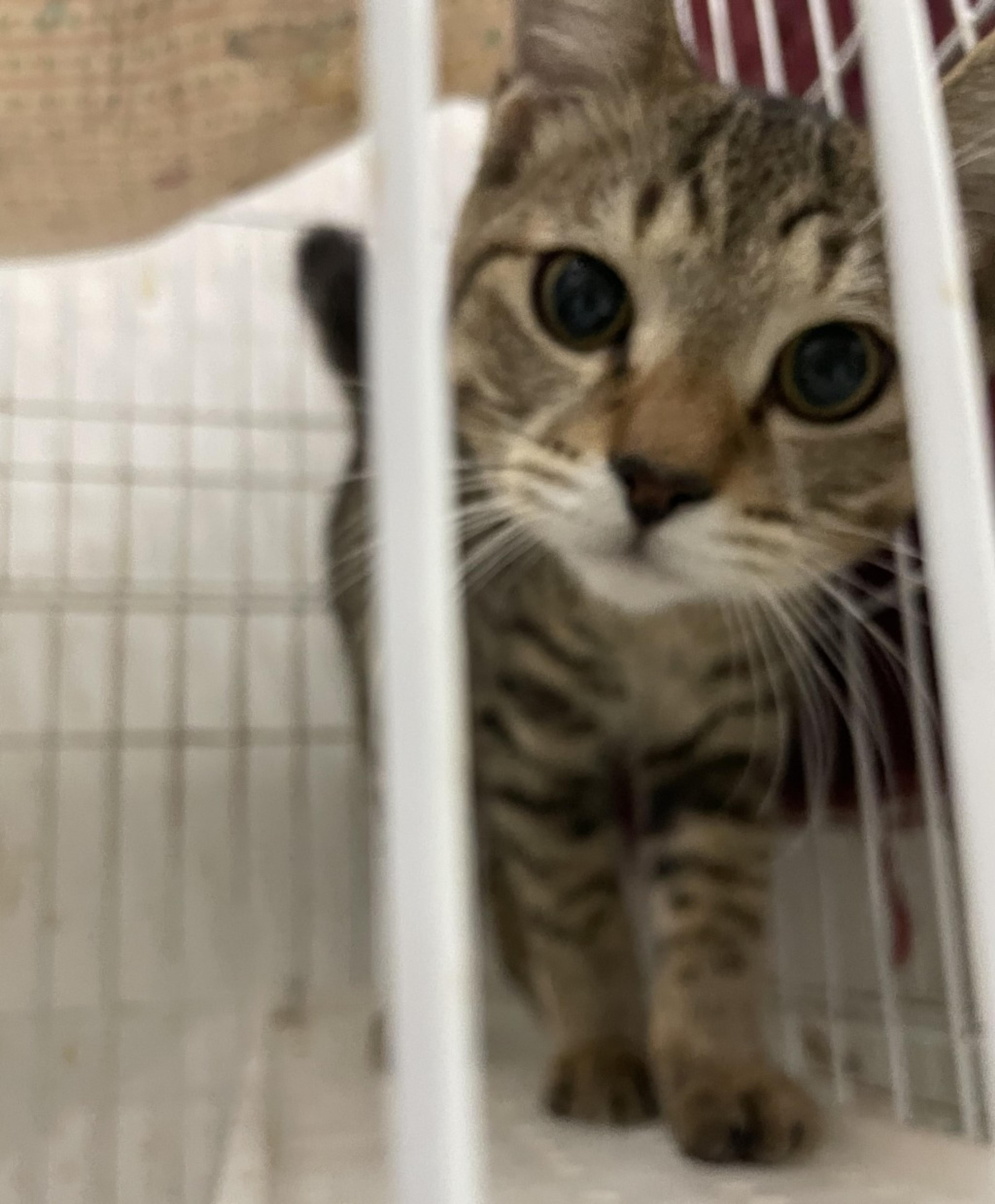 pet-image-7