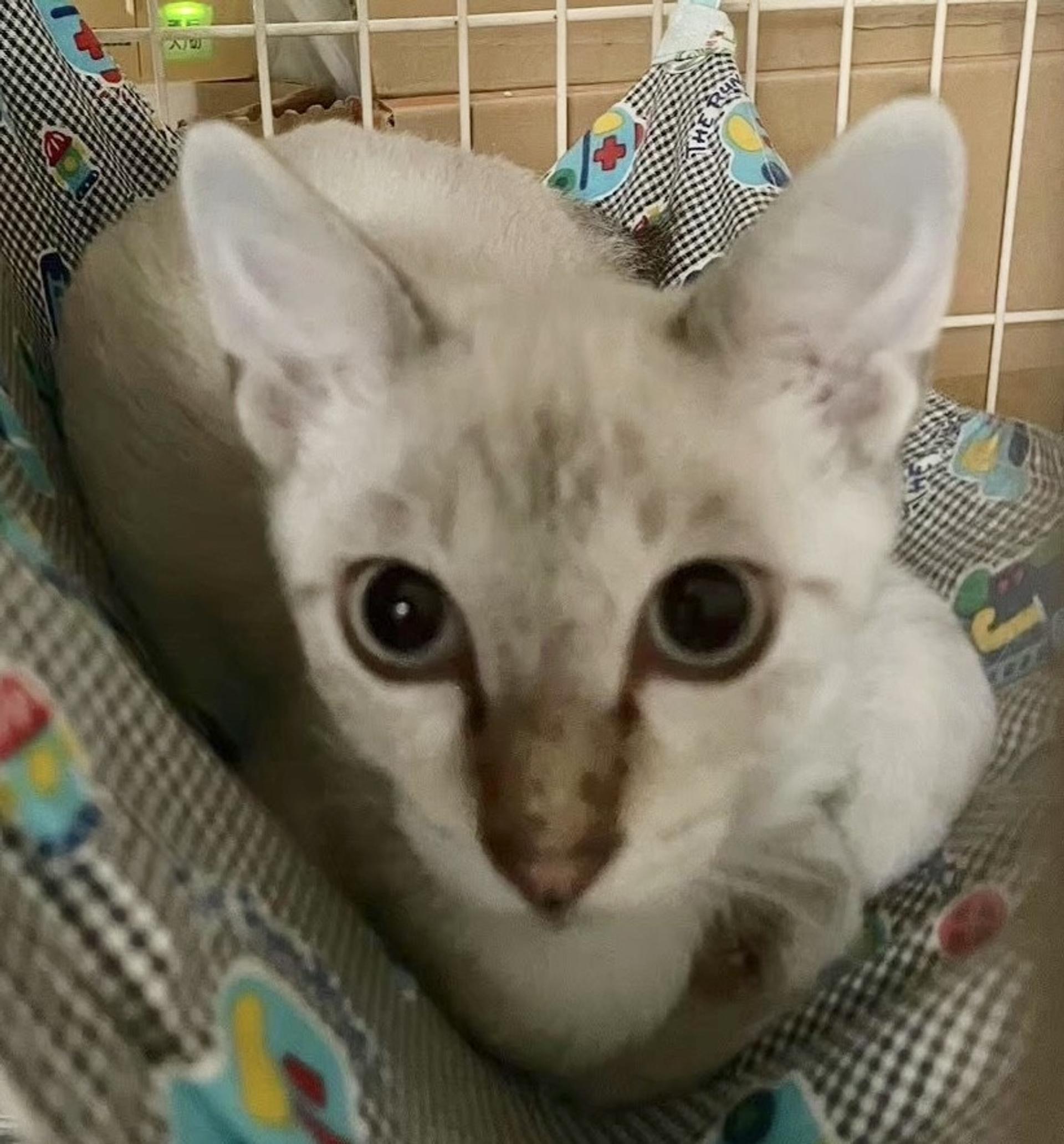 pet-image-4