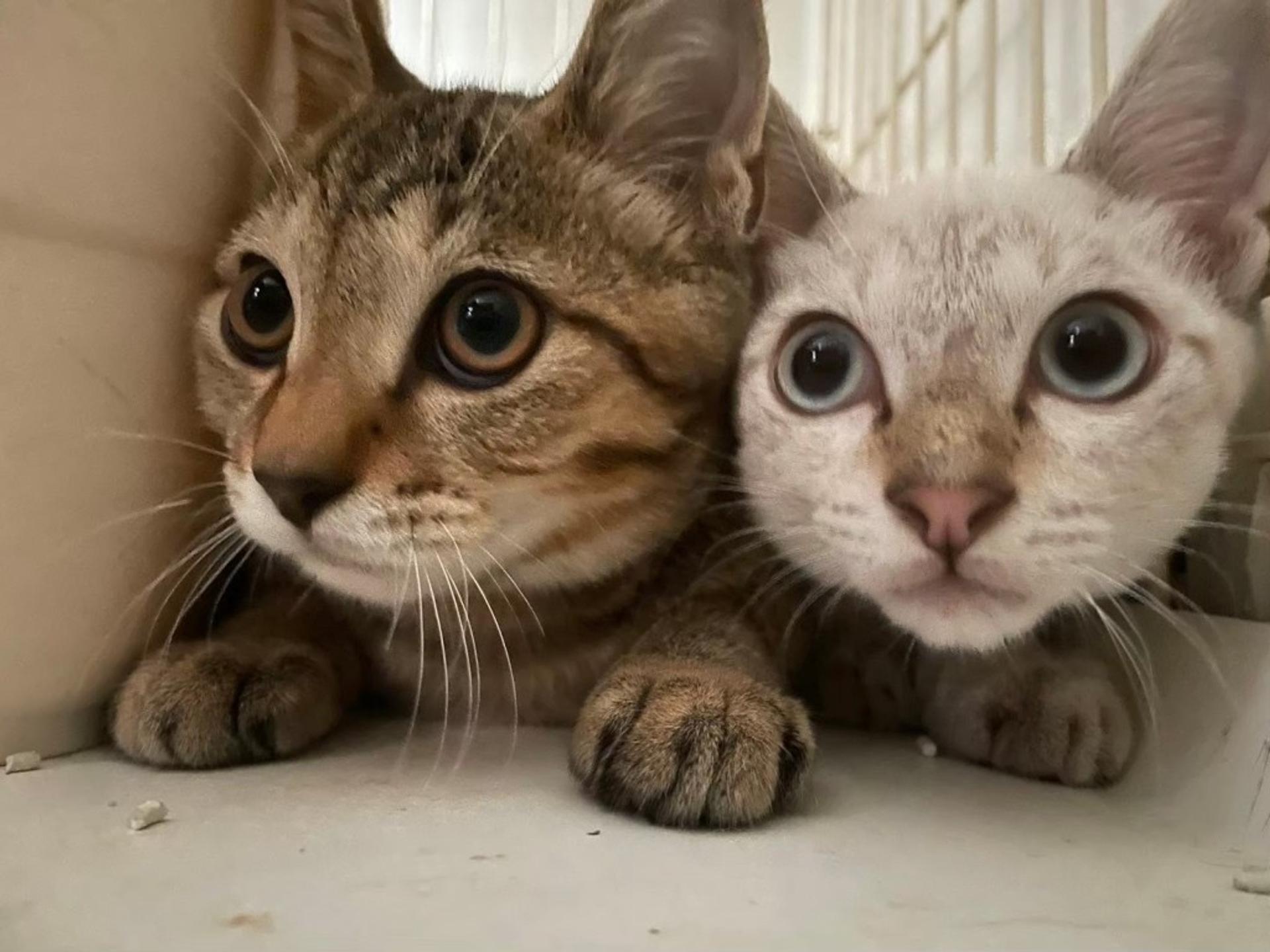 pet-image-5