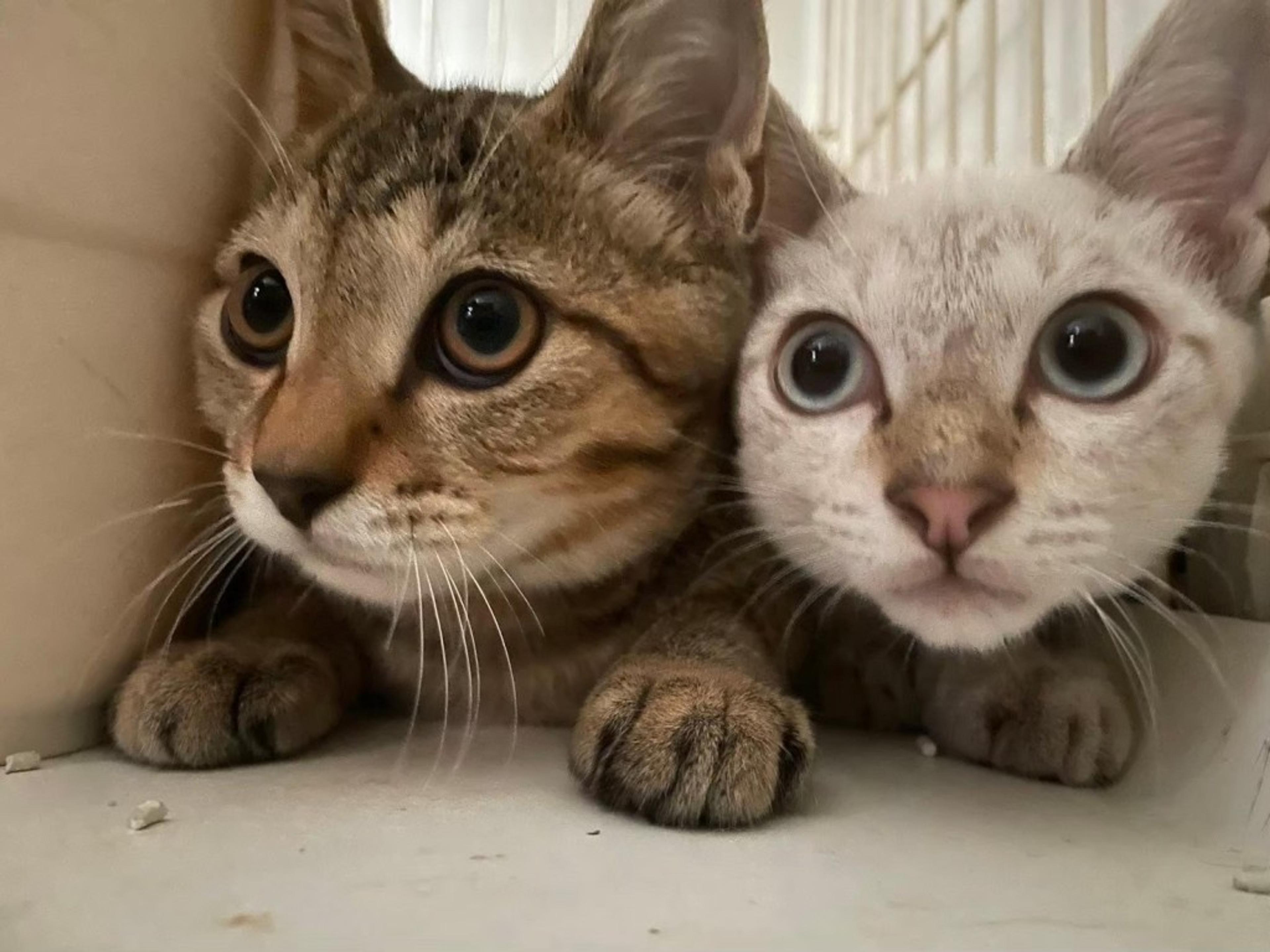 pet-image-5