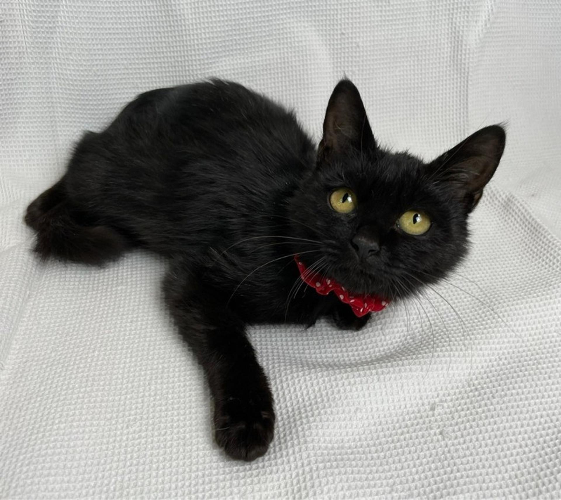 pet-image-3