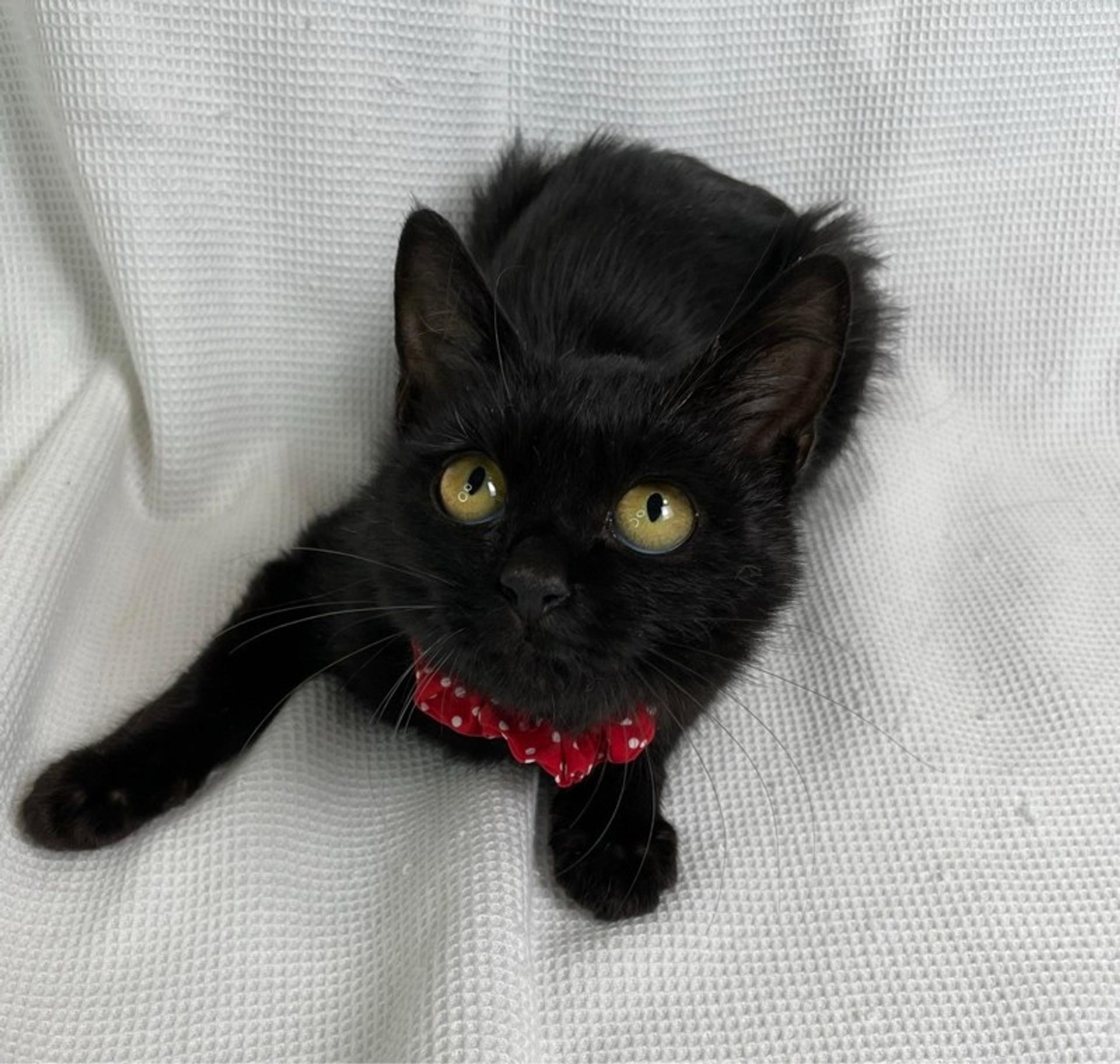 pet-image-4