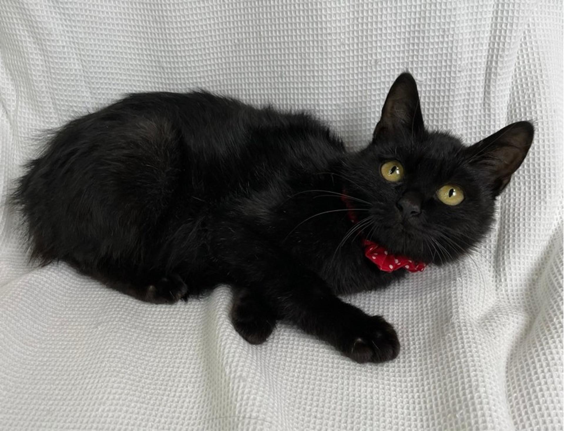 pet-image-5