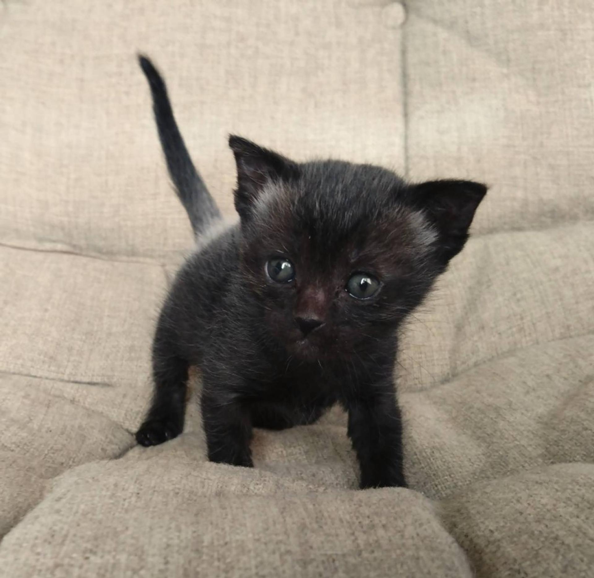 pet-image-2