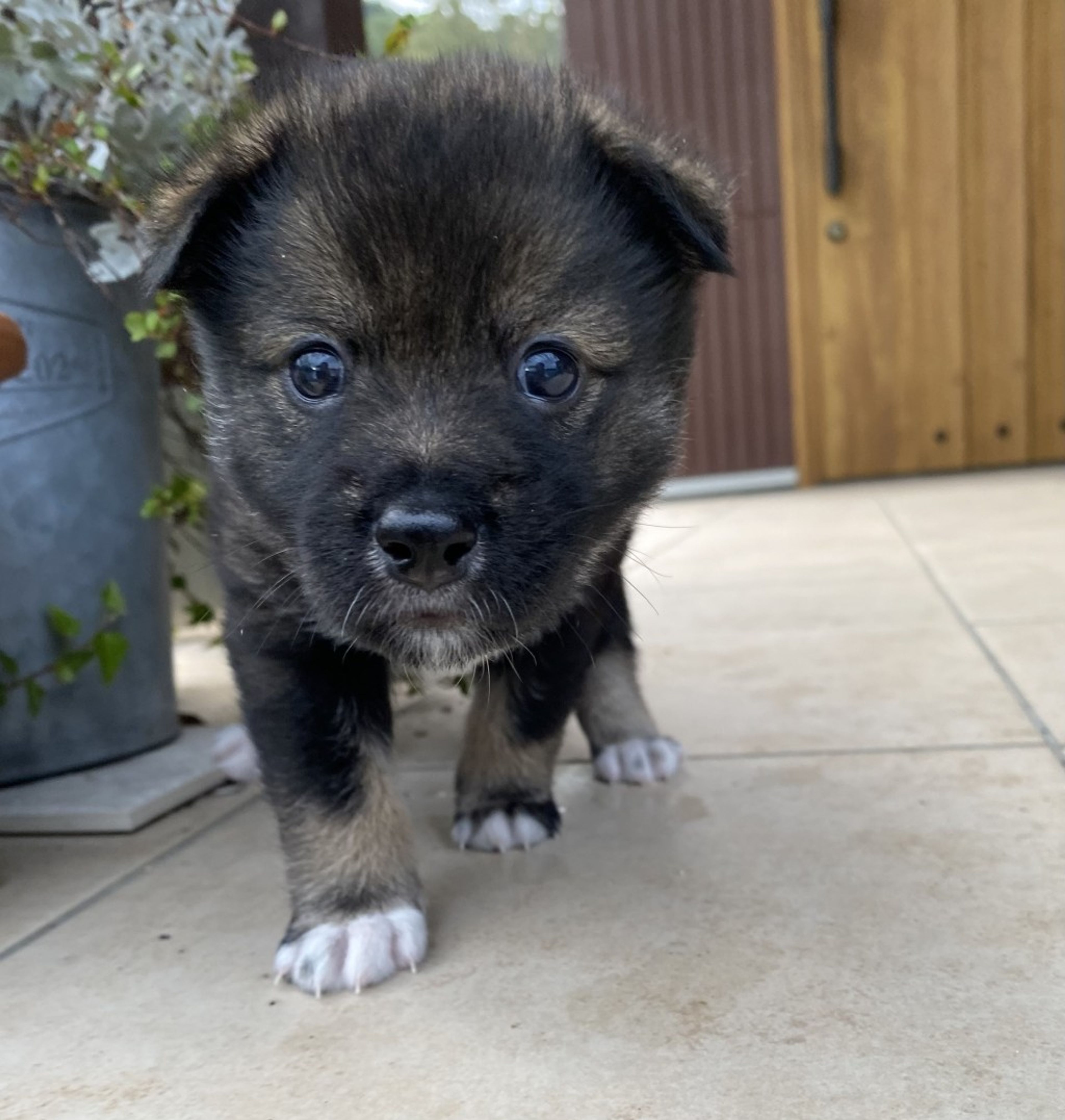 pet-image-3
