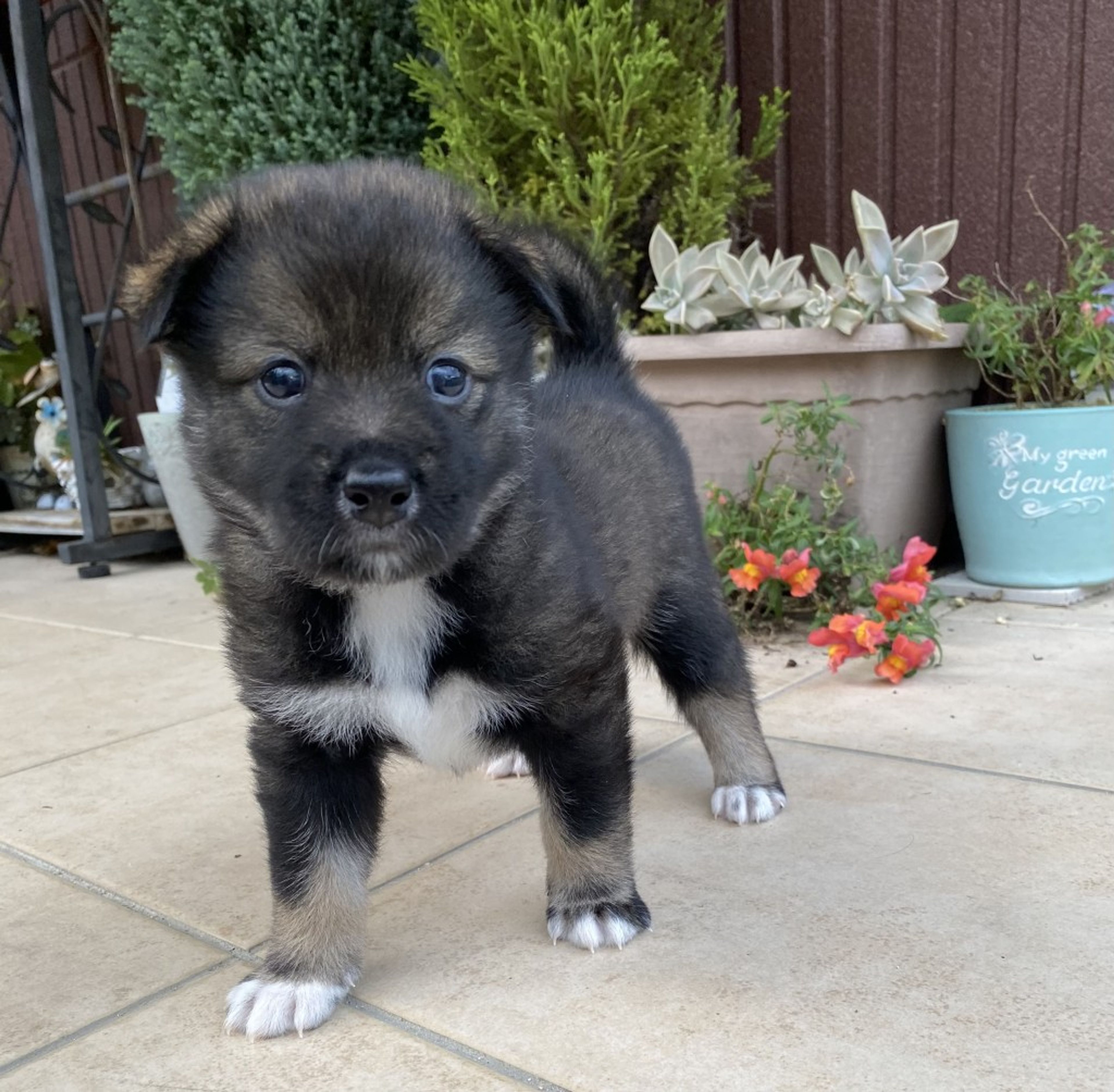 pet-image-4