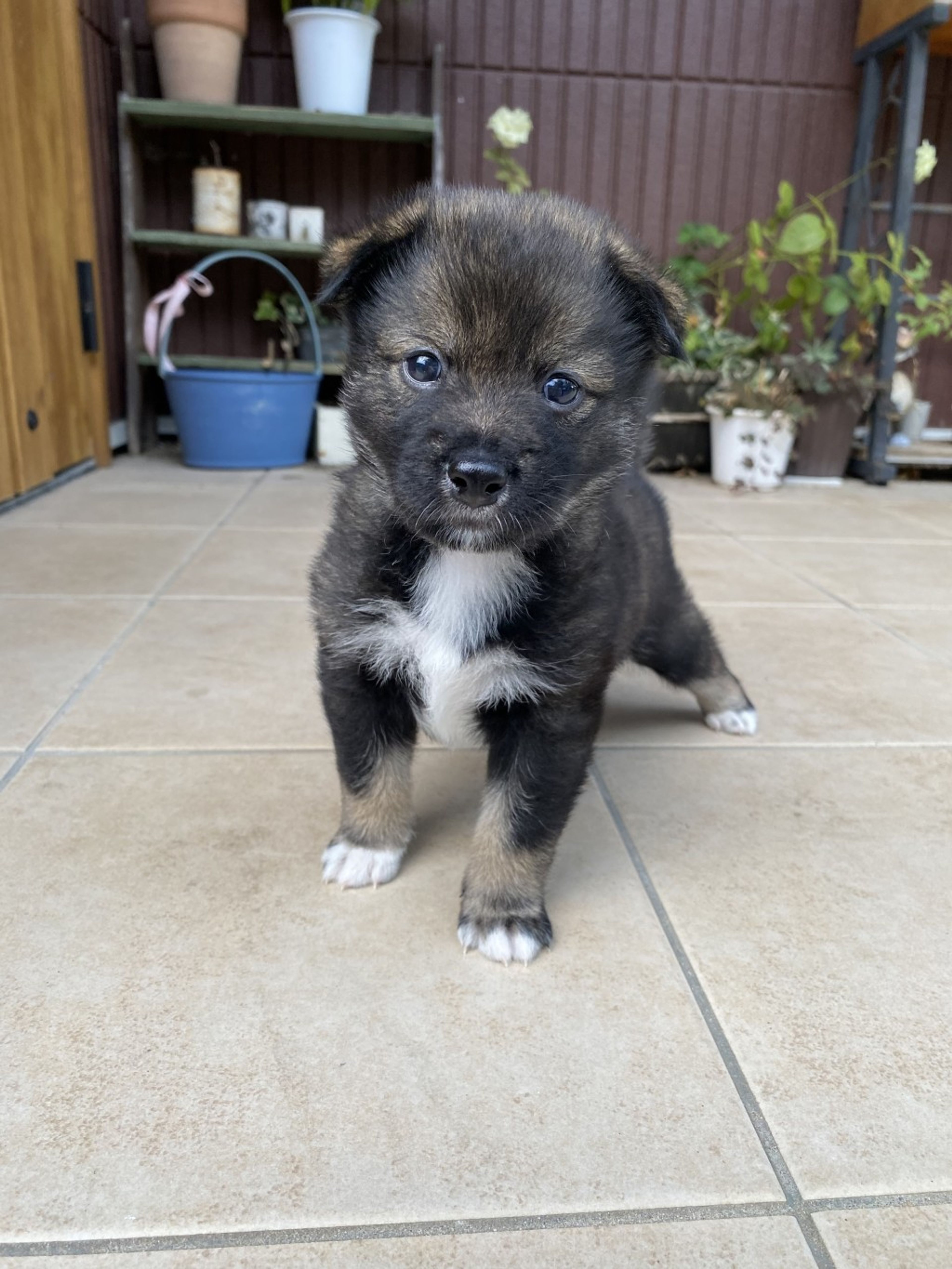 雑種（ミックス犬）・オスの里親募集の写真