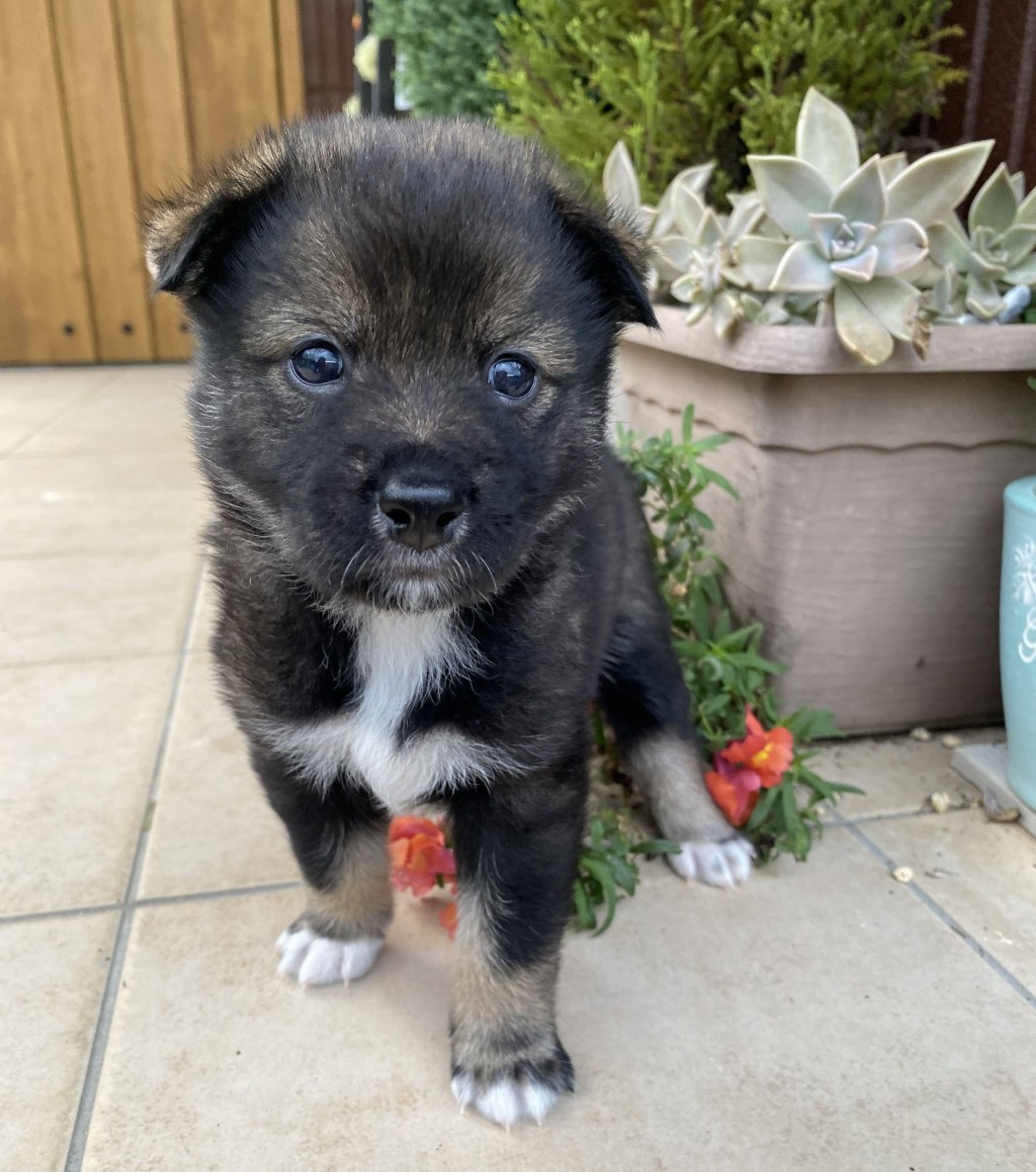 pet-image-2