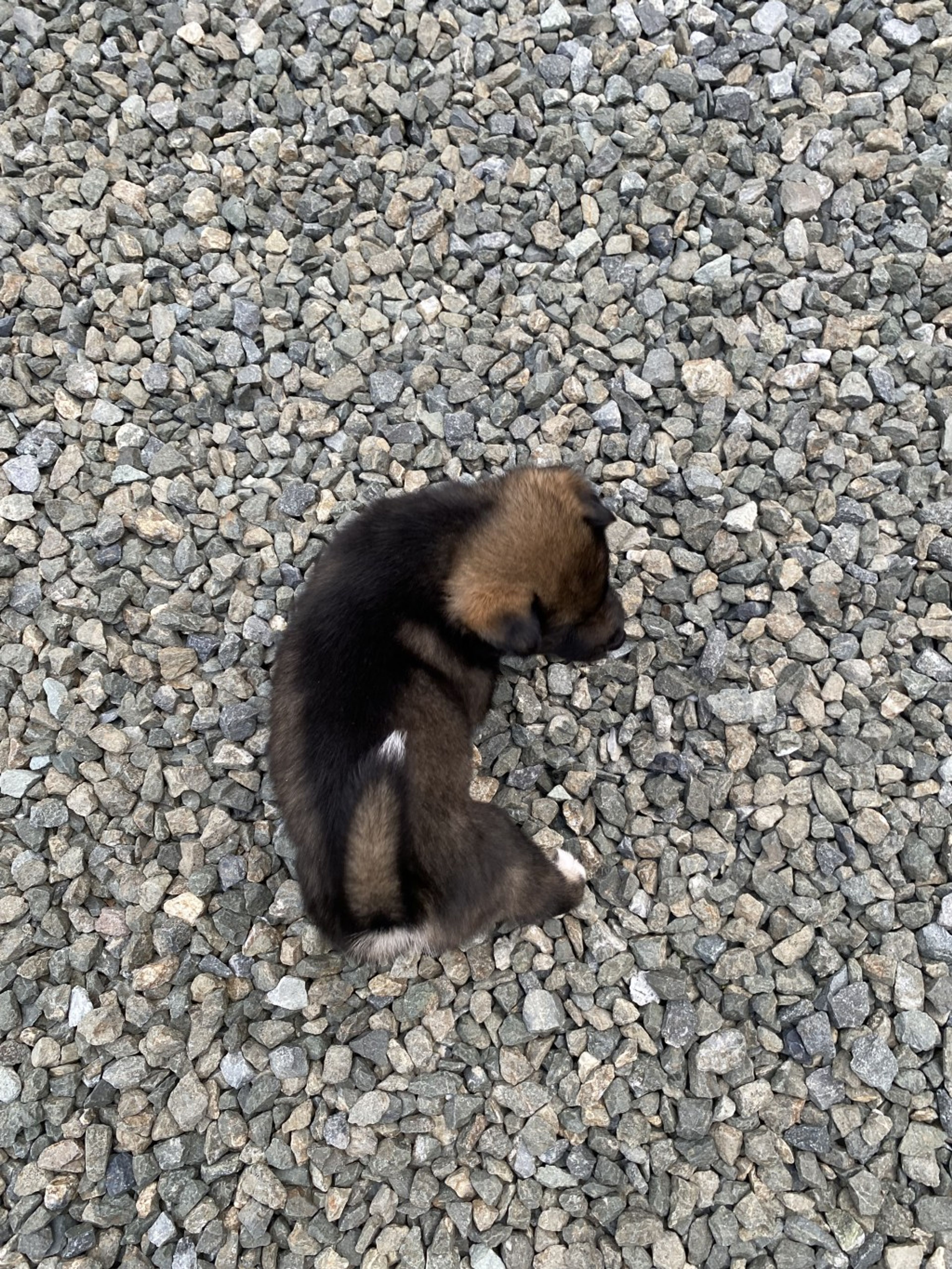 pet-image-6