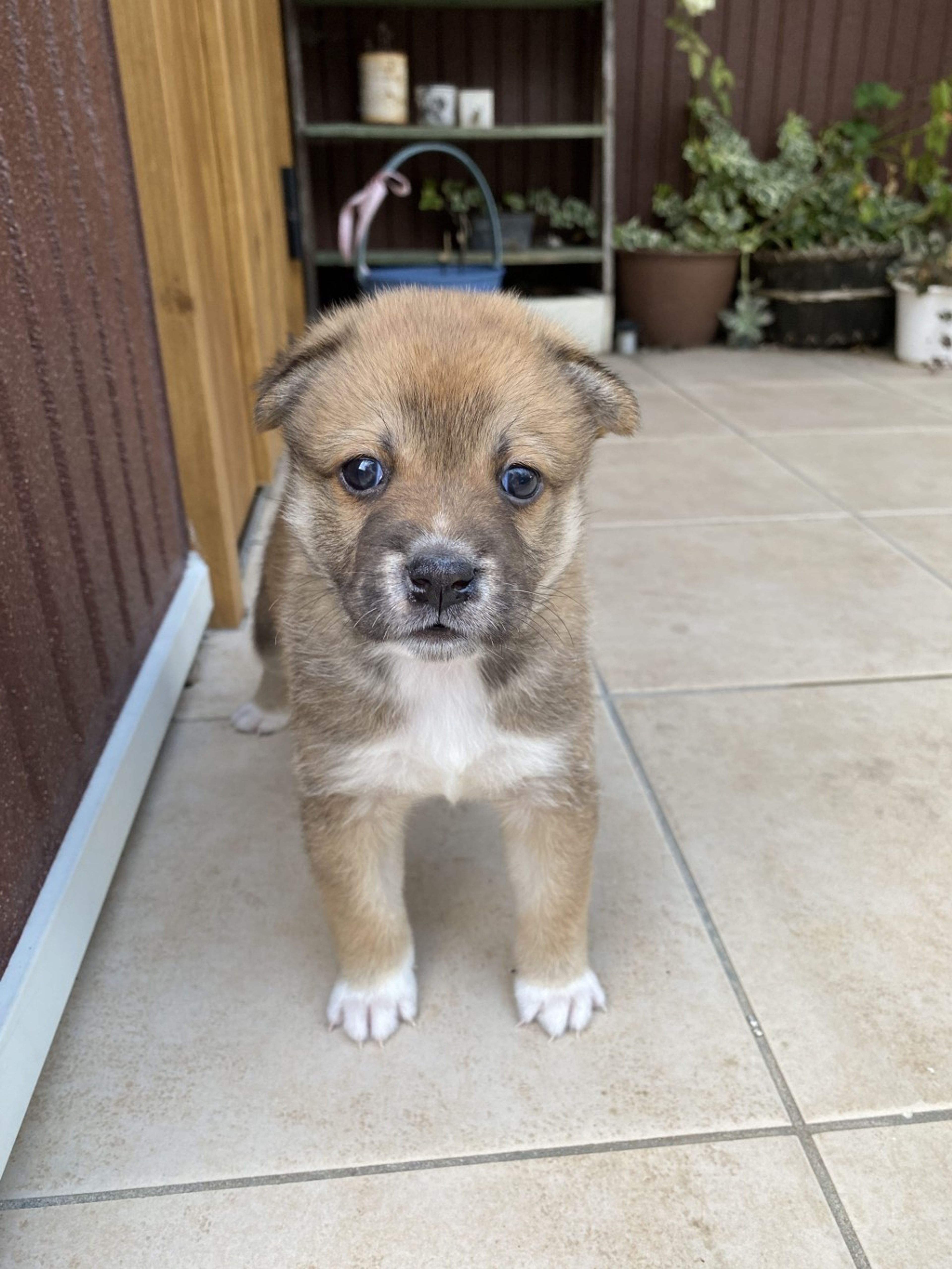 pet-image-2