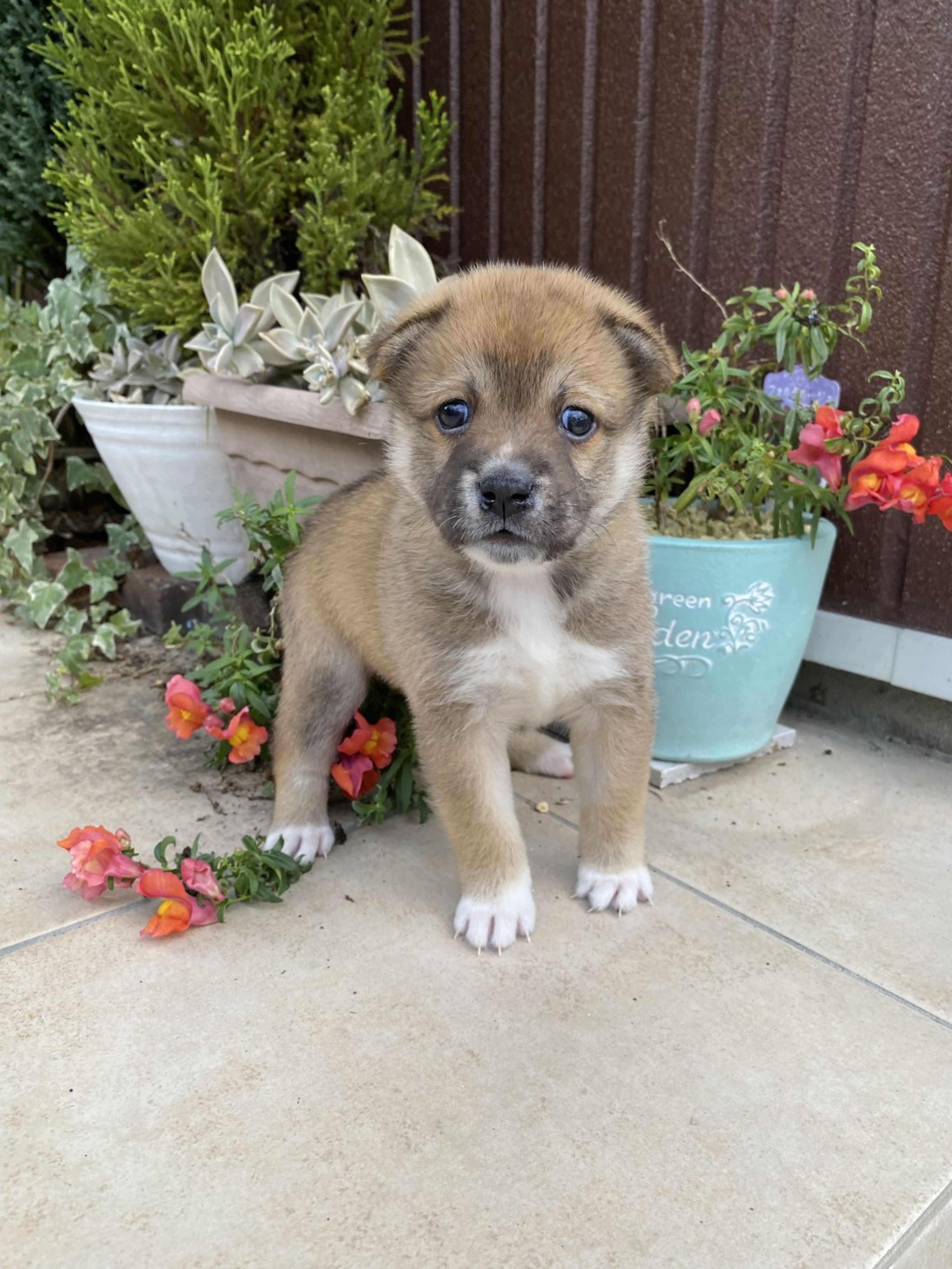 pet-image-3