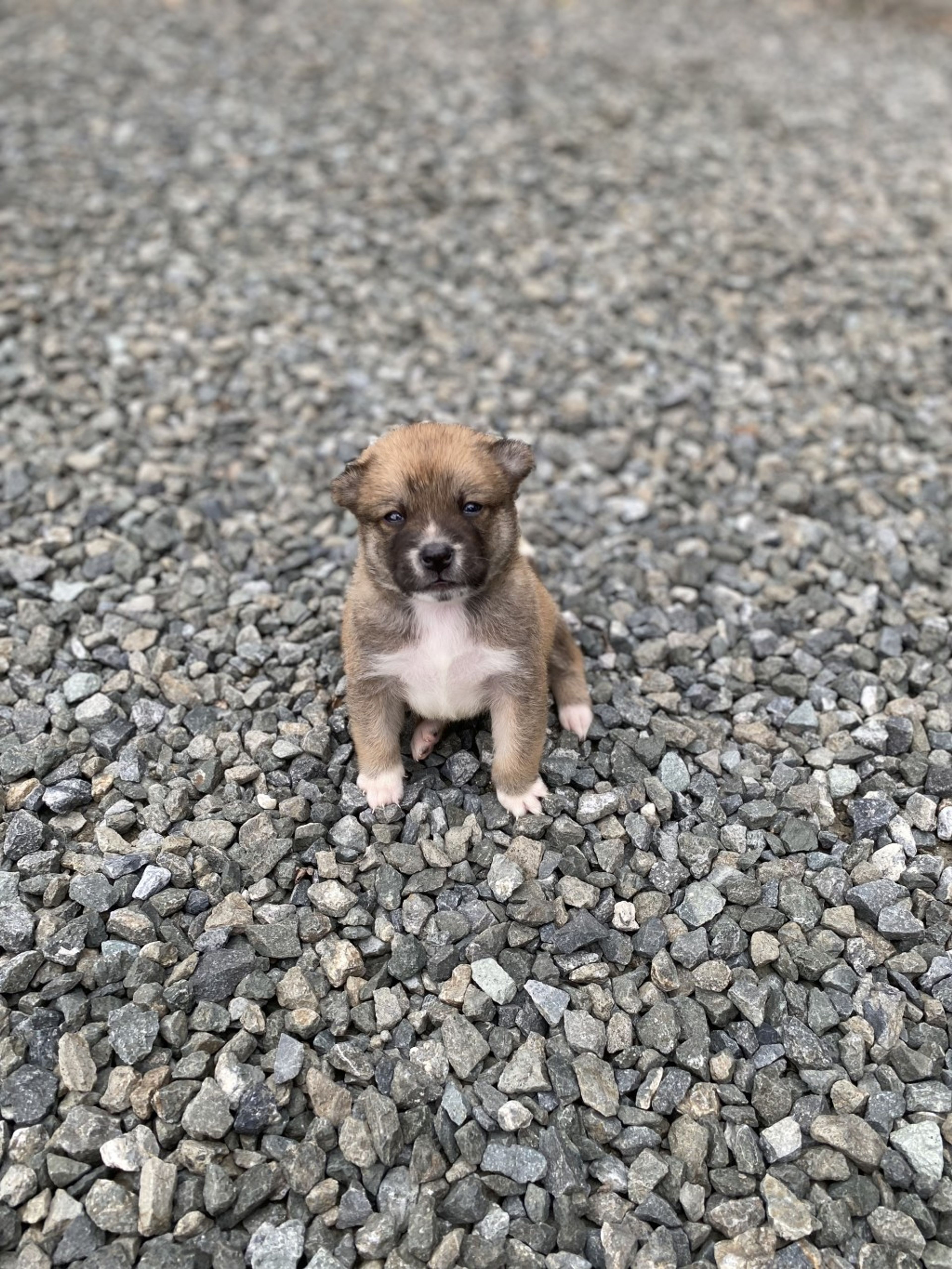 pet-image-5