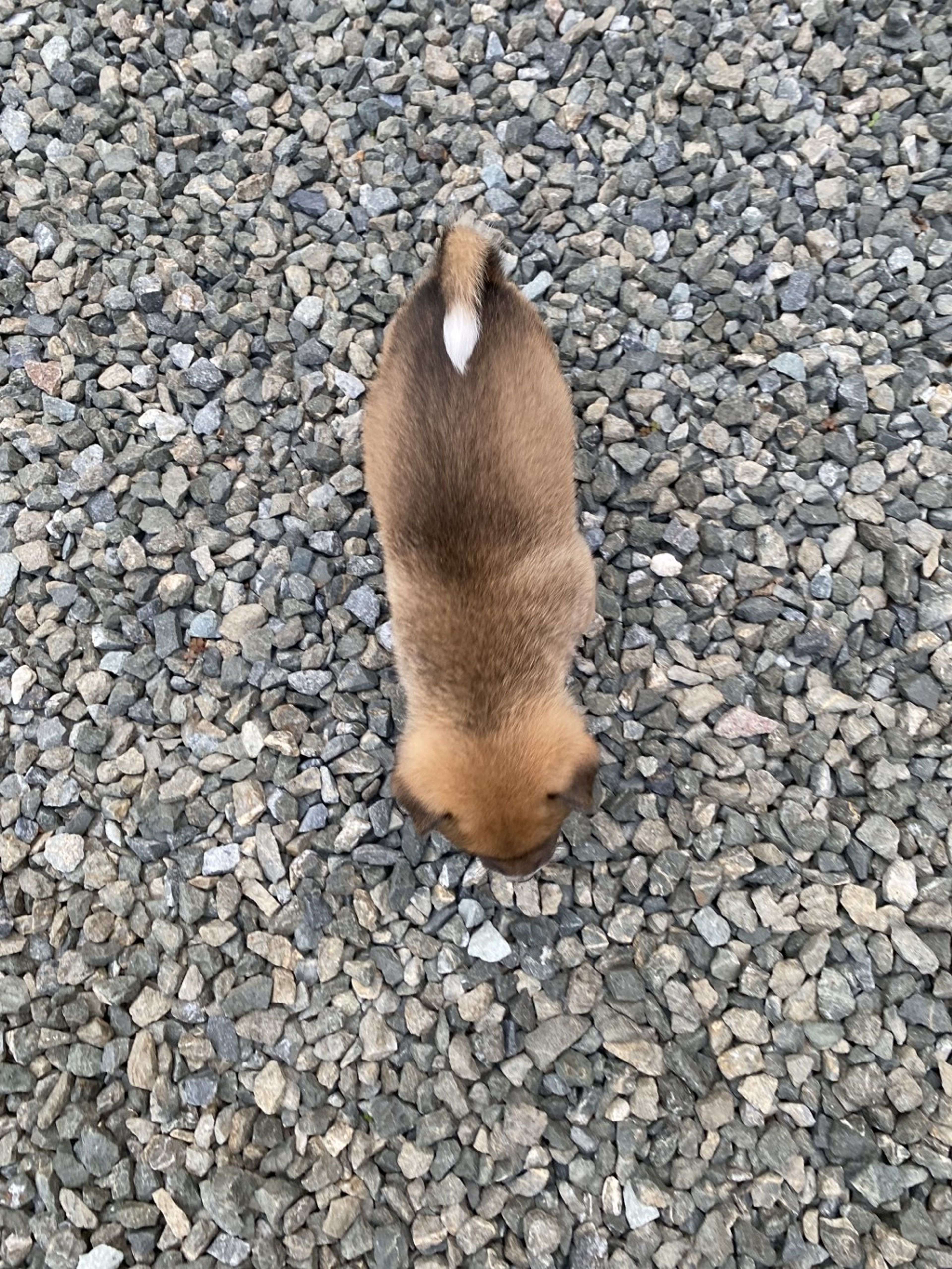 pet-image-6