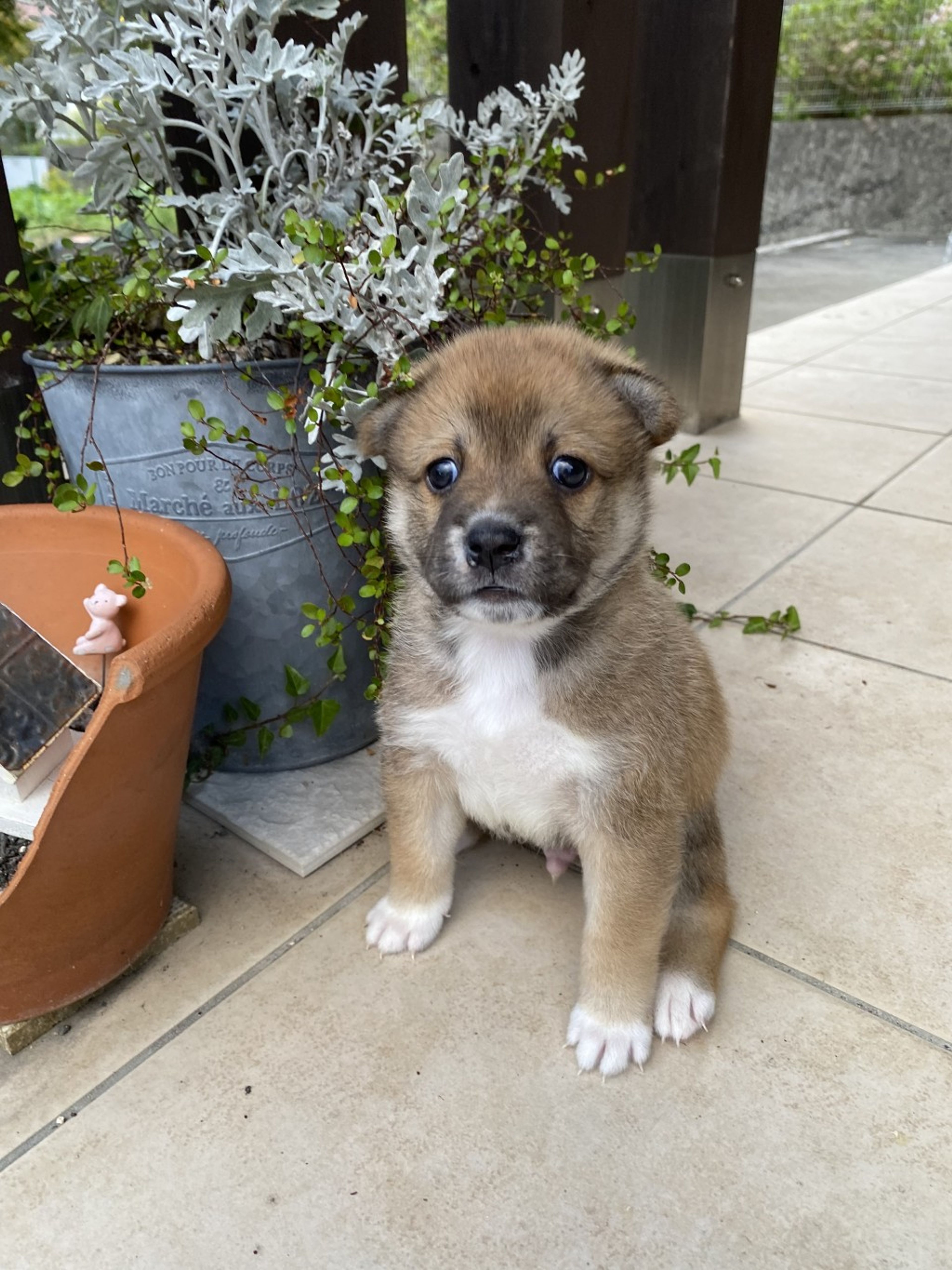 雑種（ミックス犬）・オスの里親募集の写真