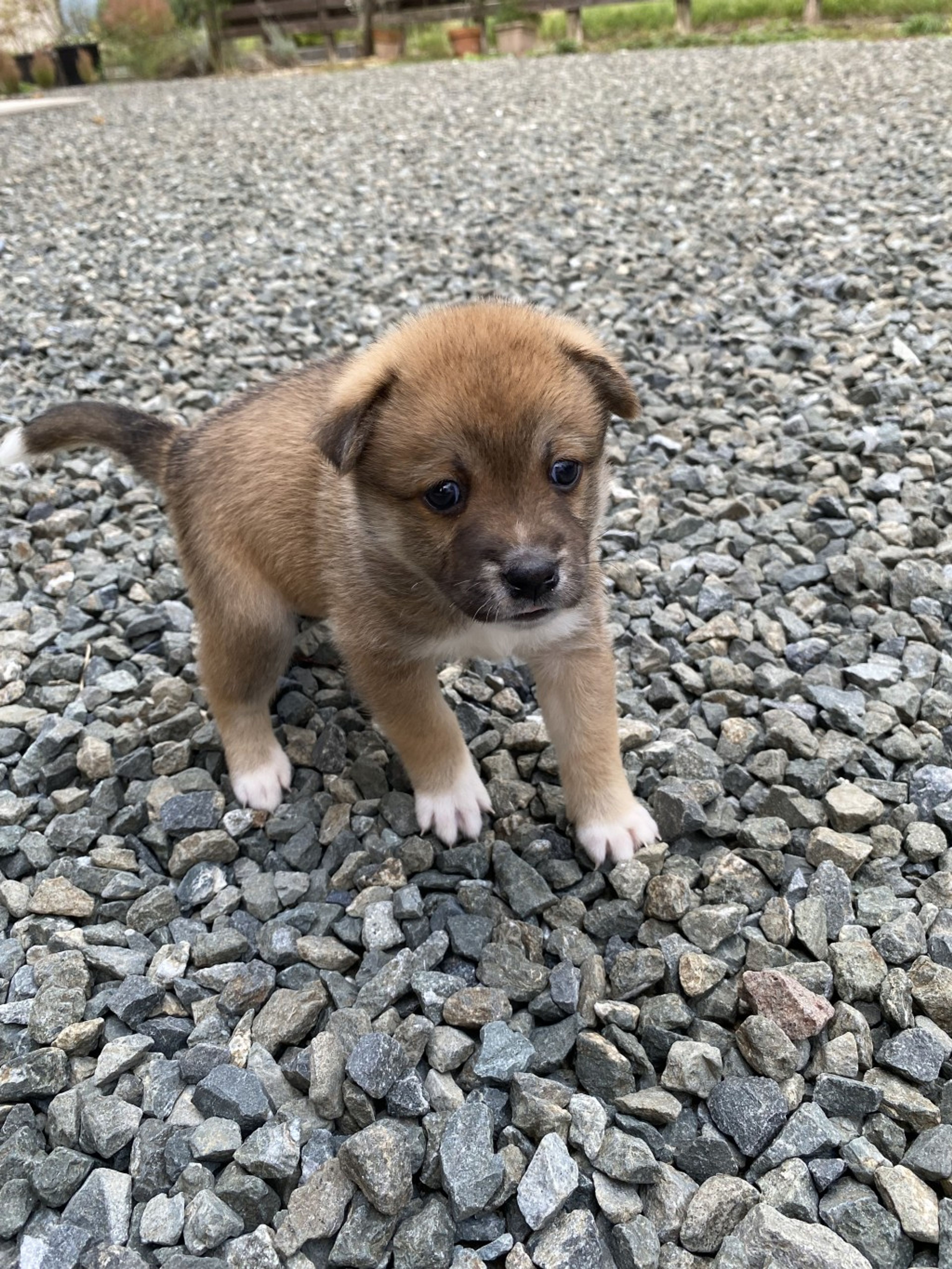 pet-image-4