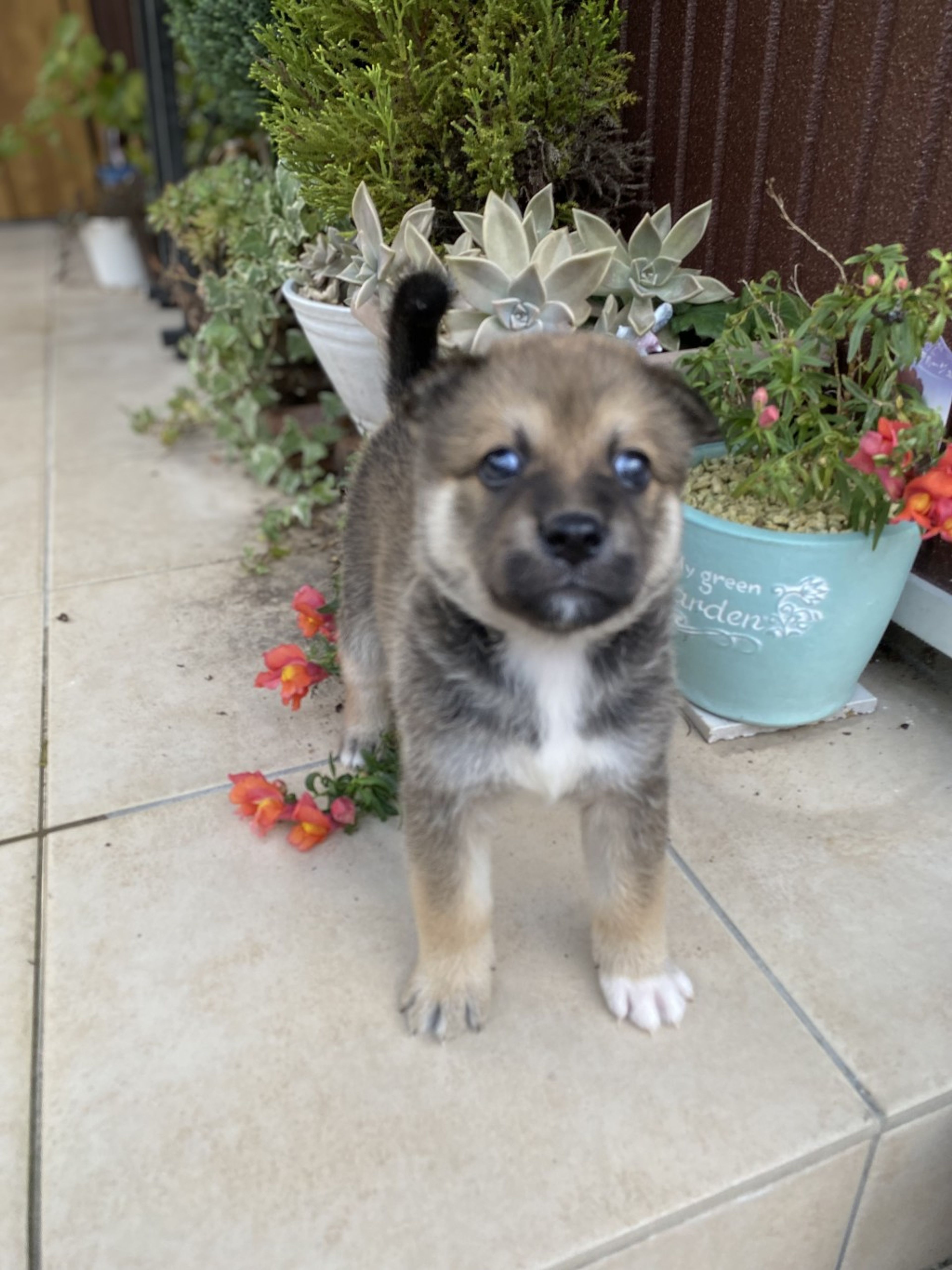 pet-image-2