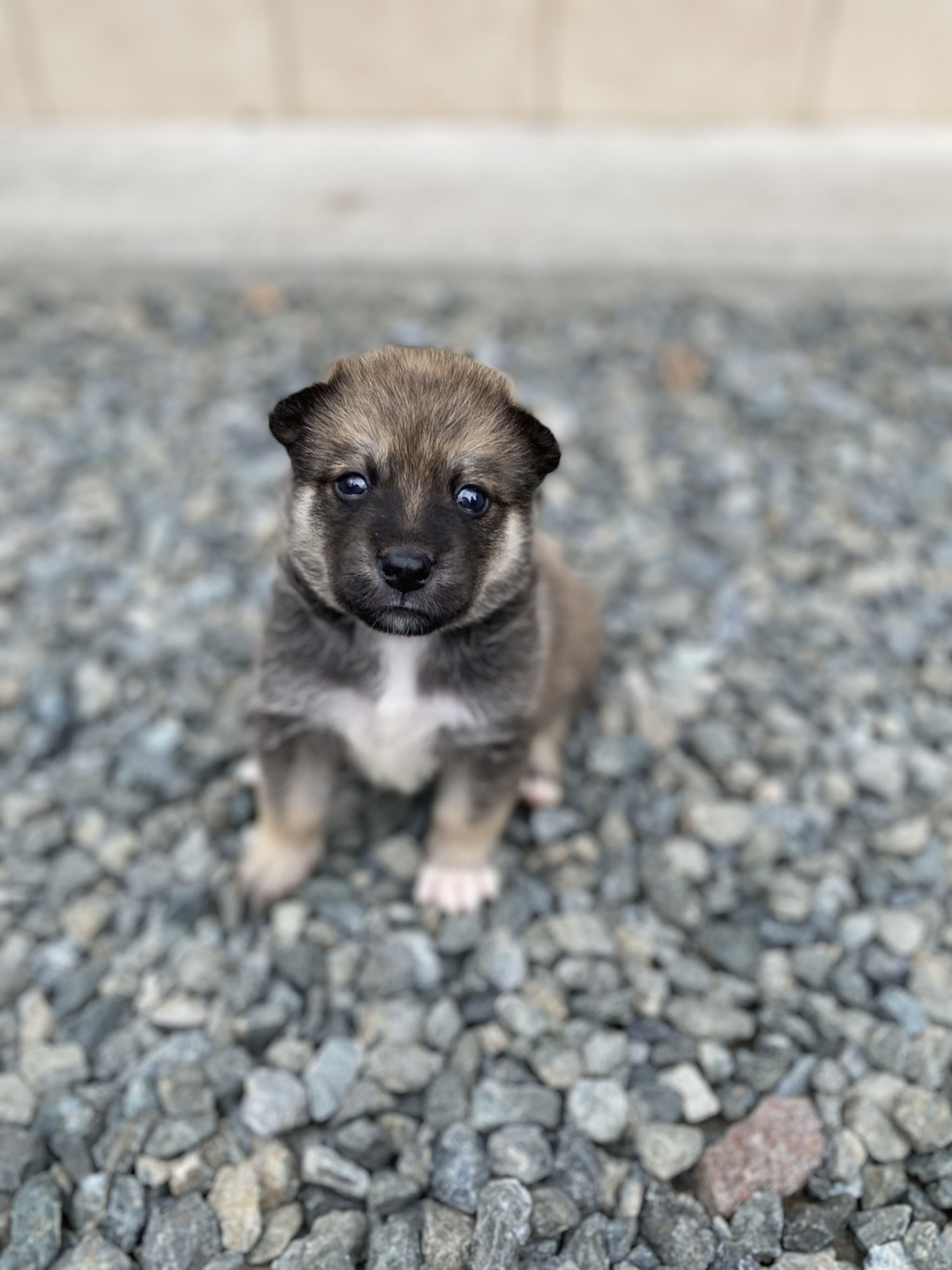 pet-image-5