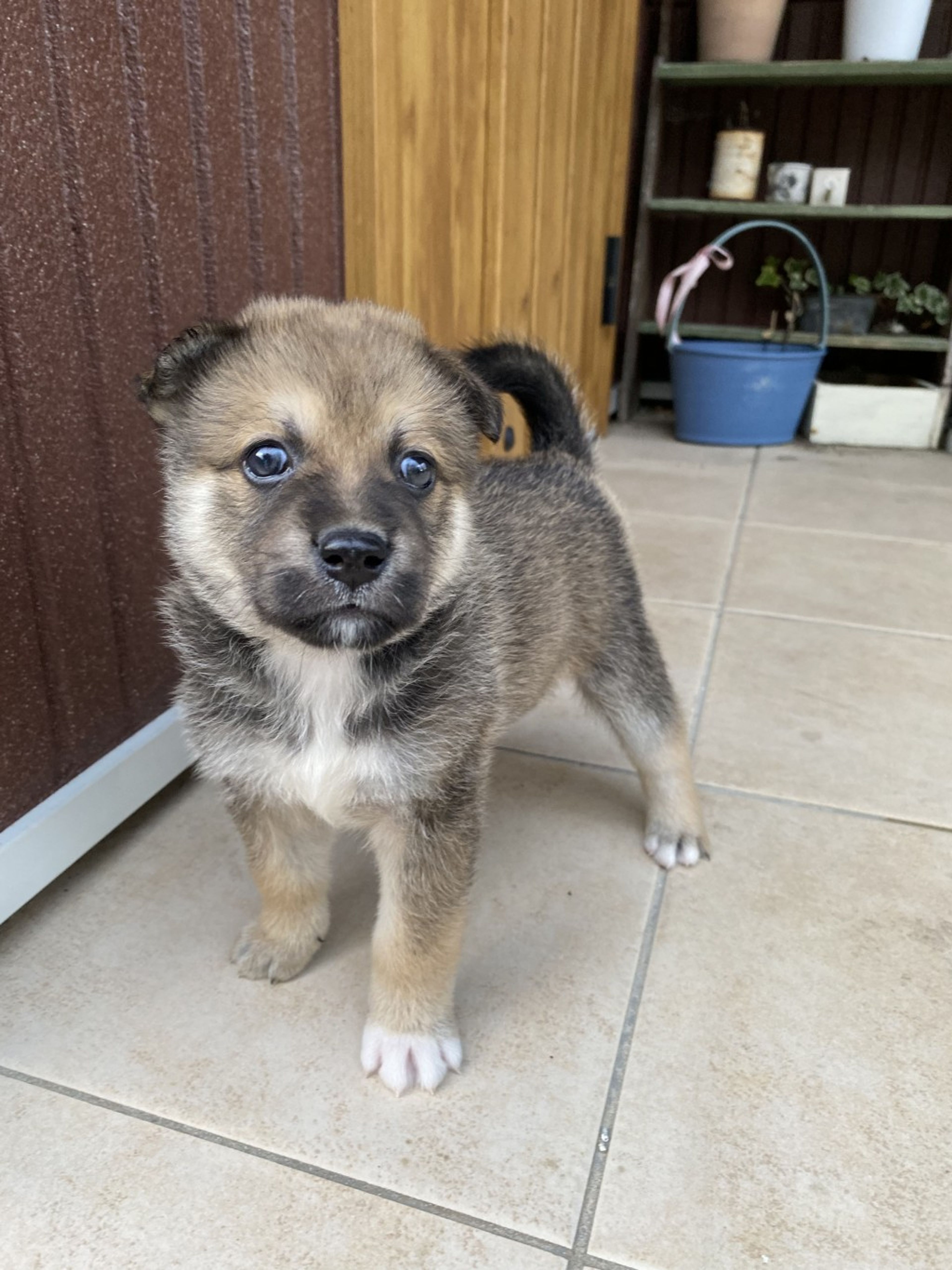 pet-image-4