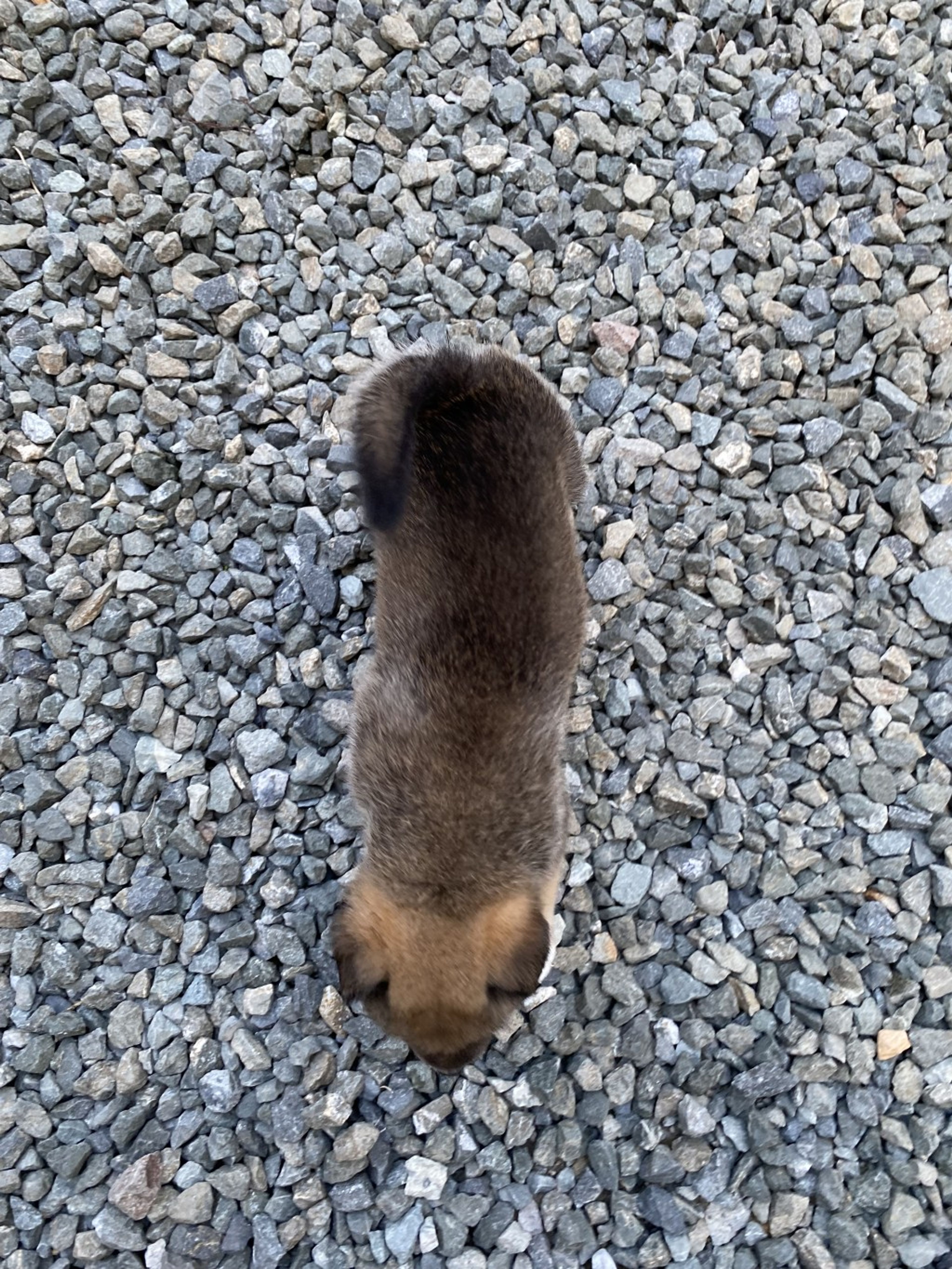 pet-image-6
