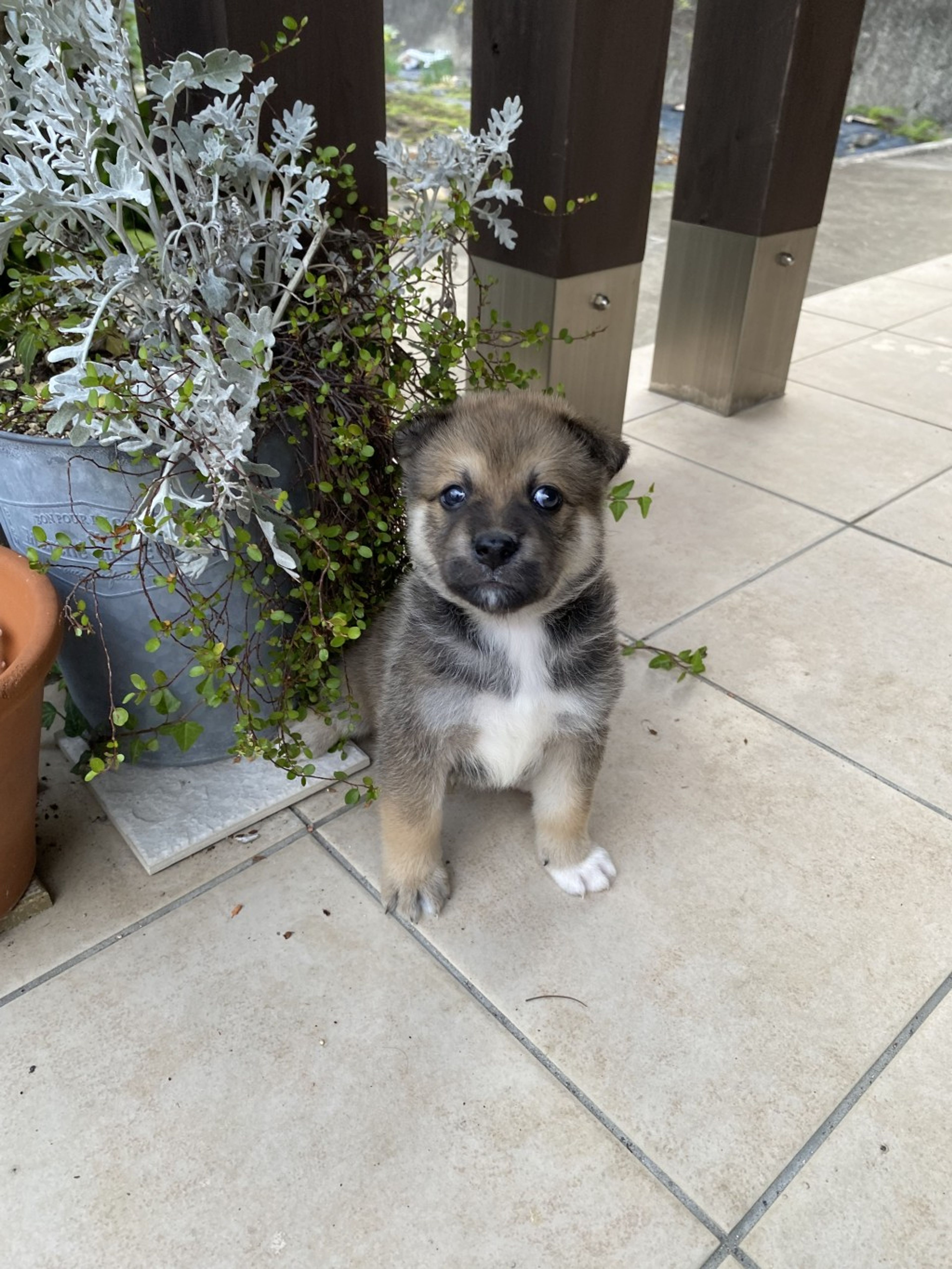 pet-image-3