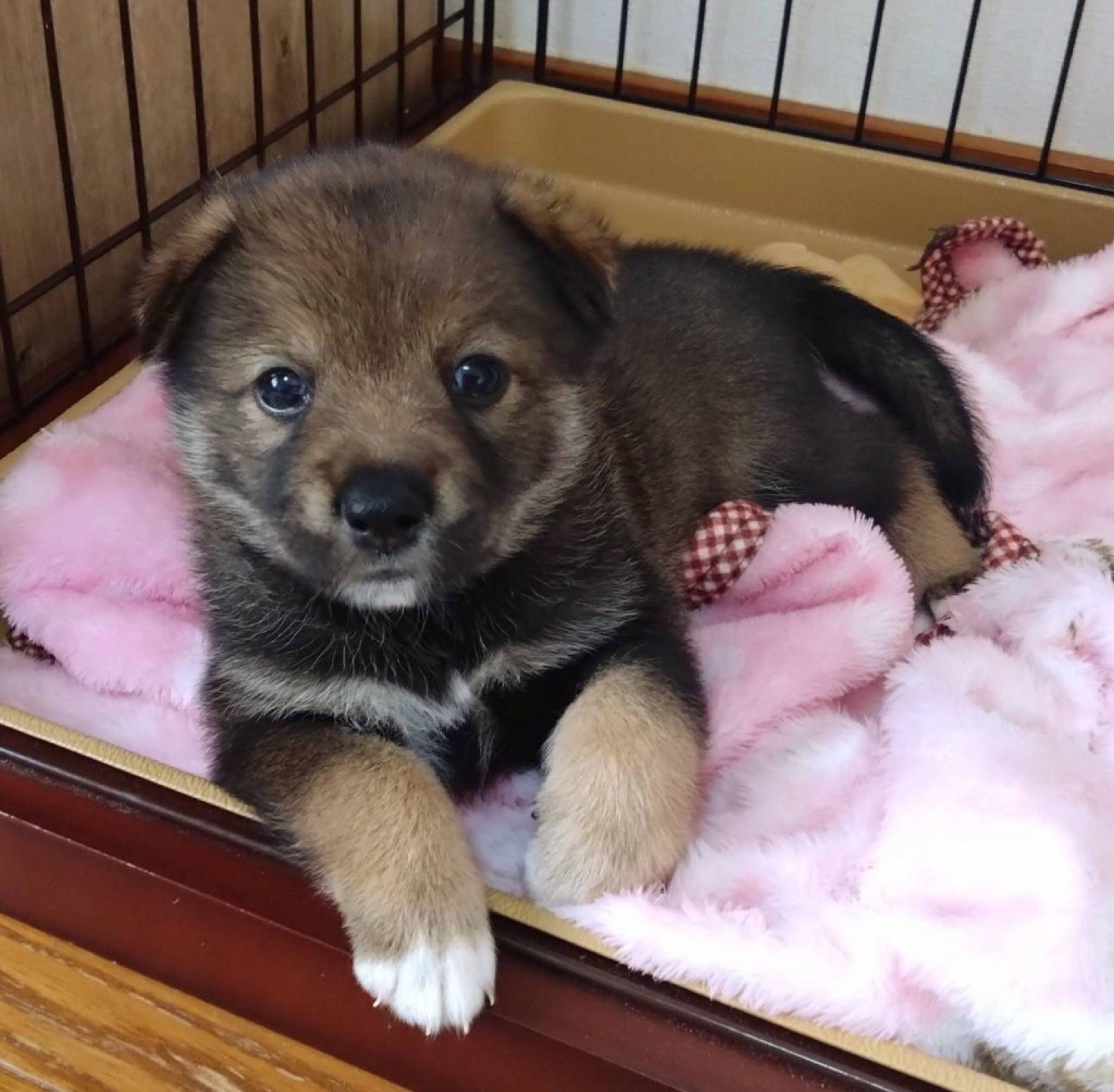 雑種（ミックス犬）・オスの里親募集の写真