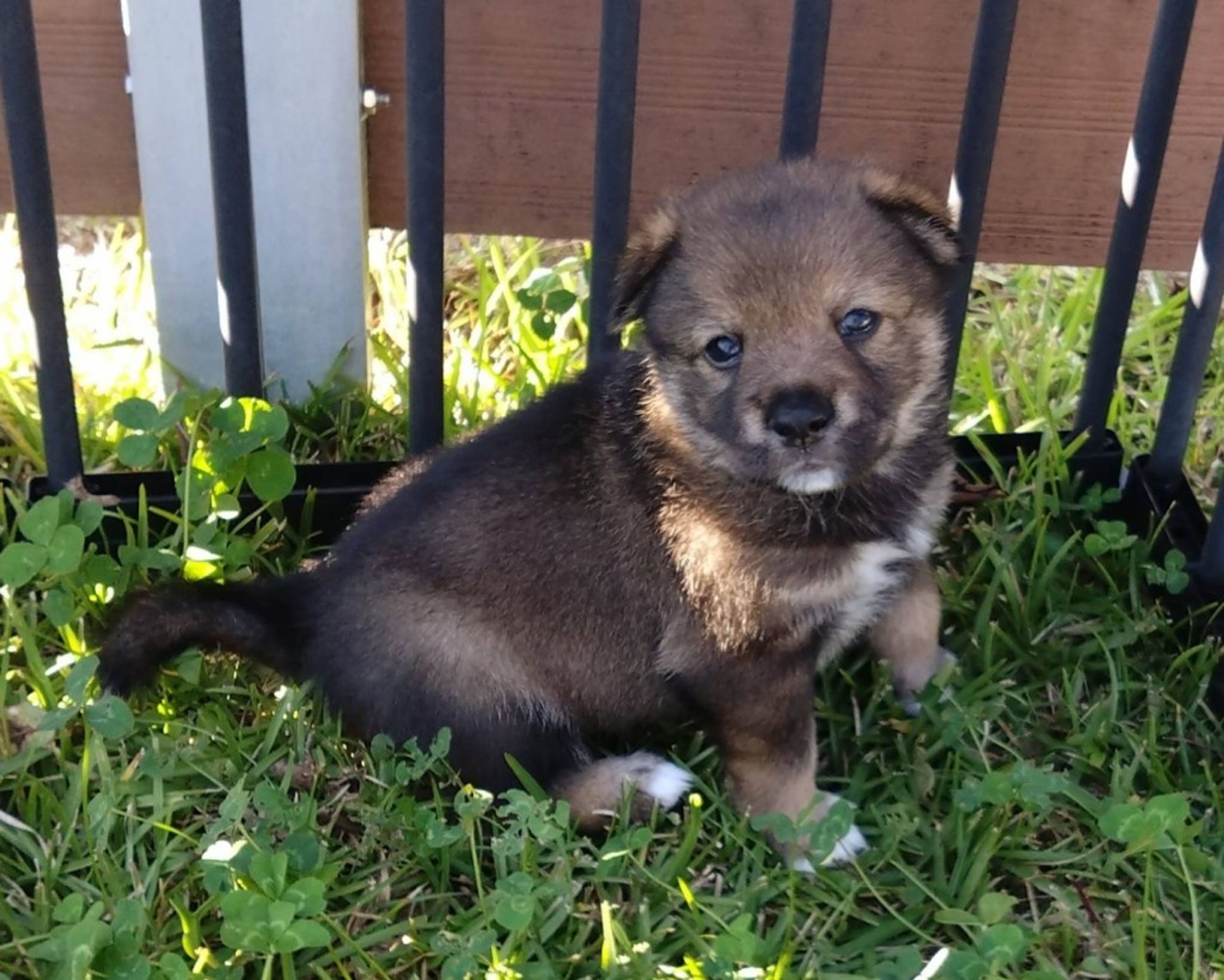 pet-image-2