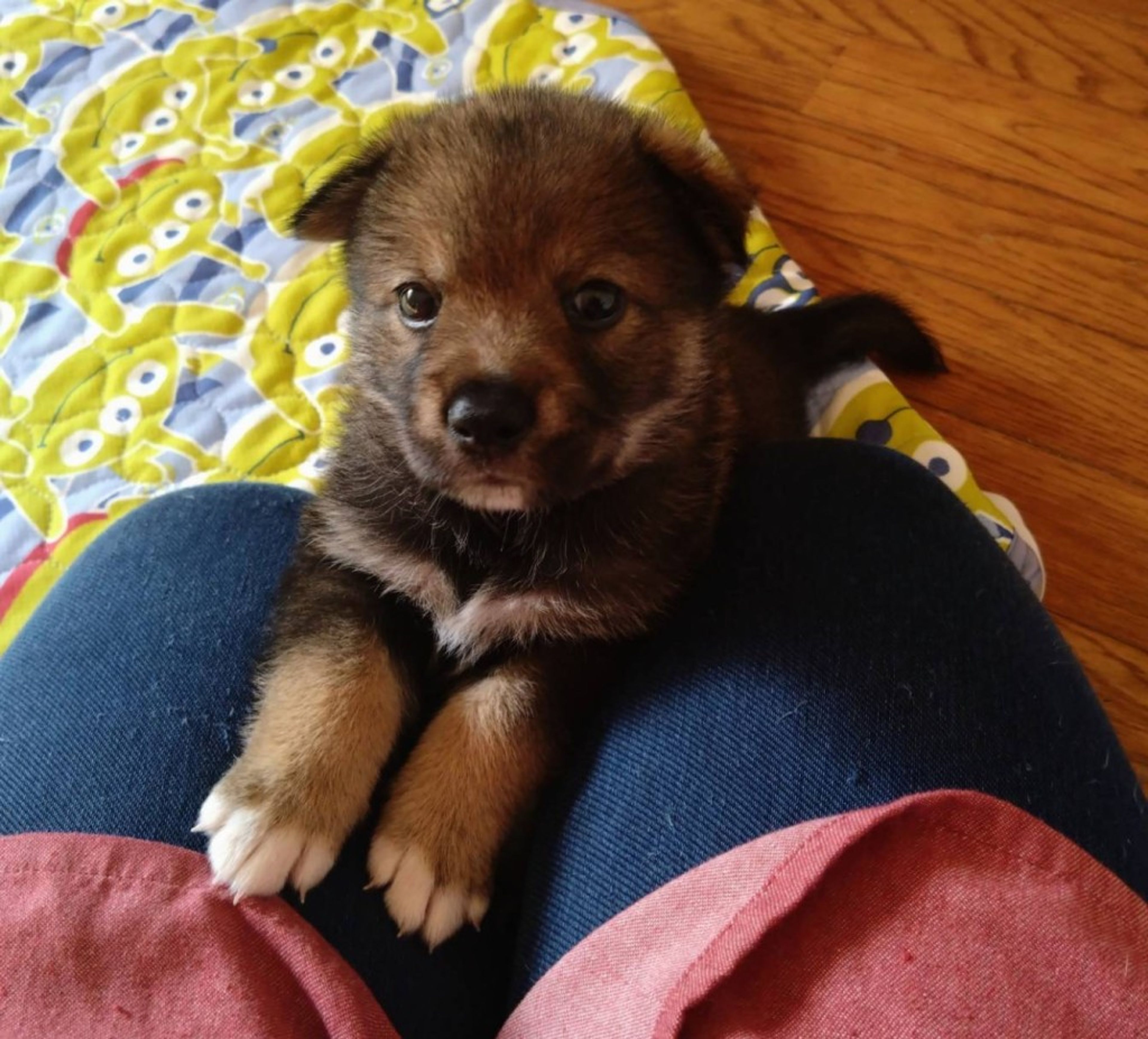 pet-image-3