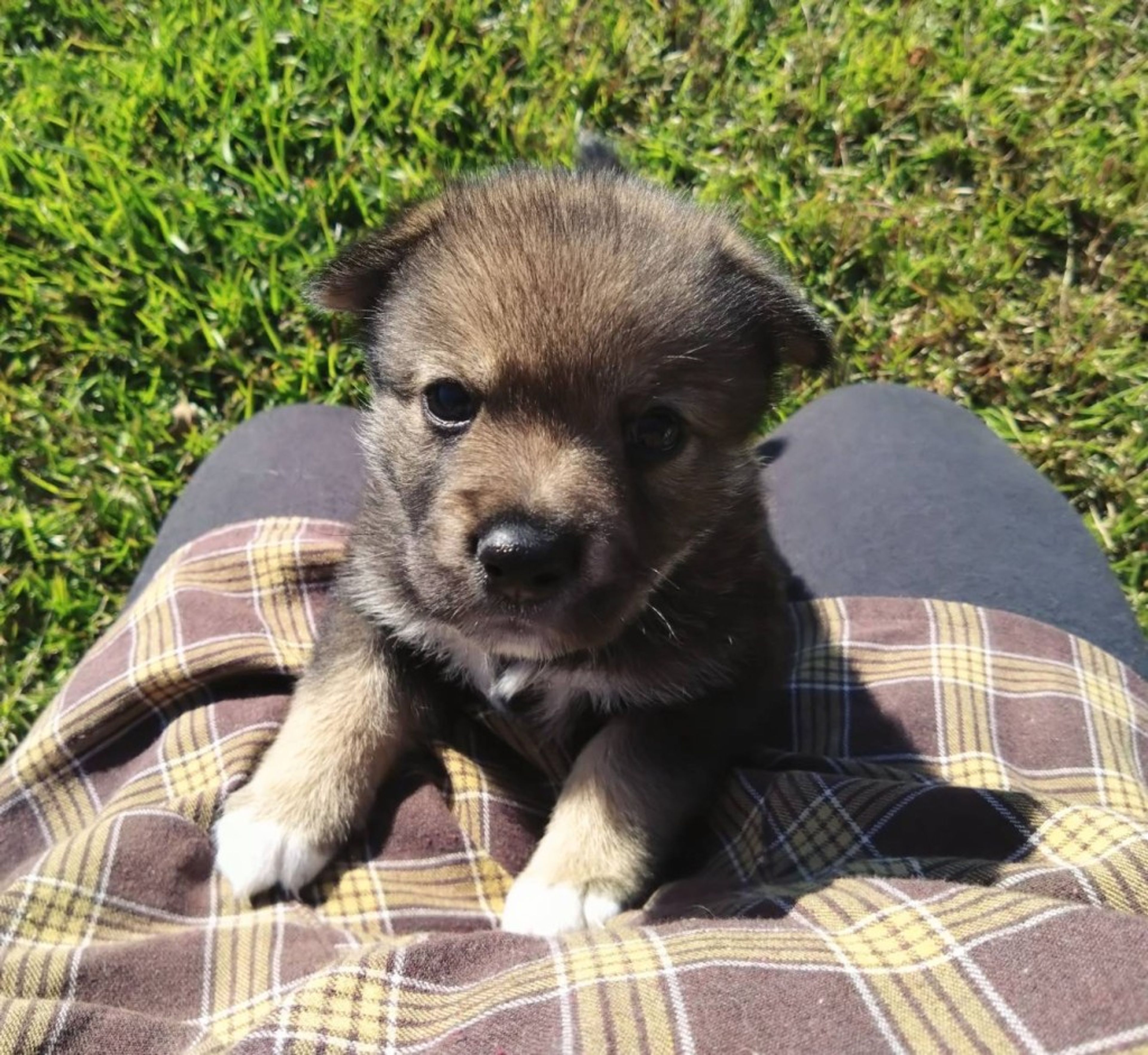 pet-image-4