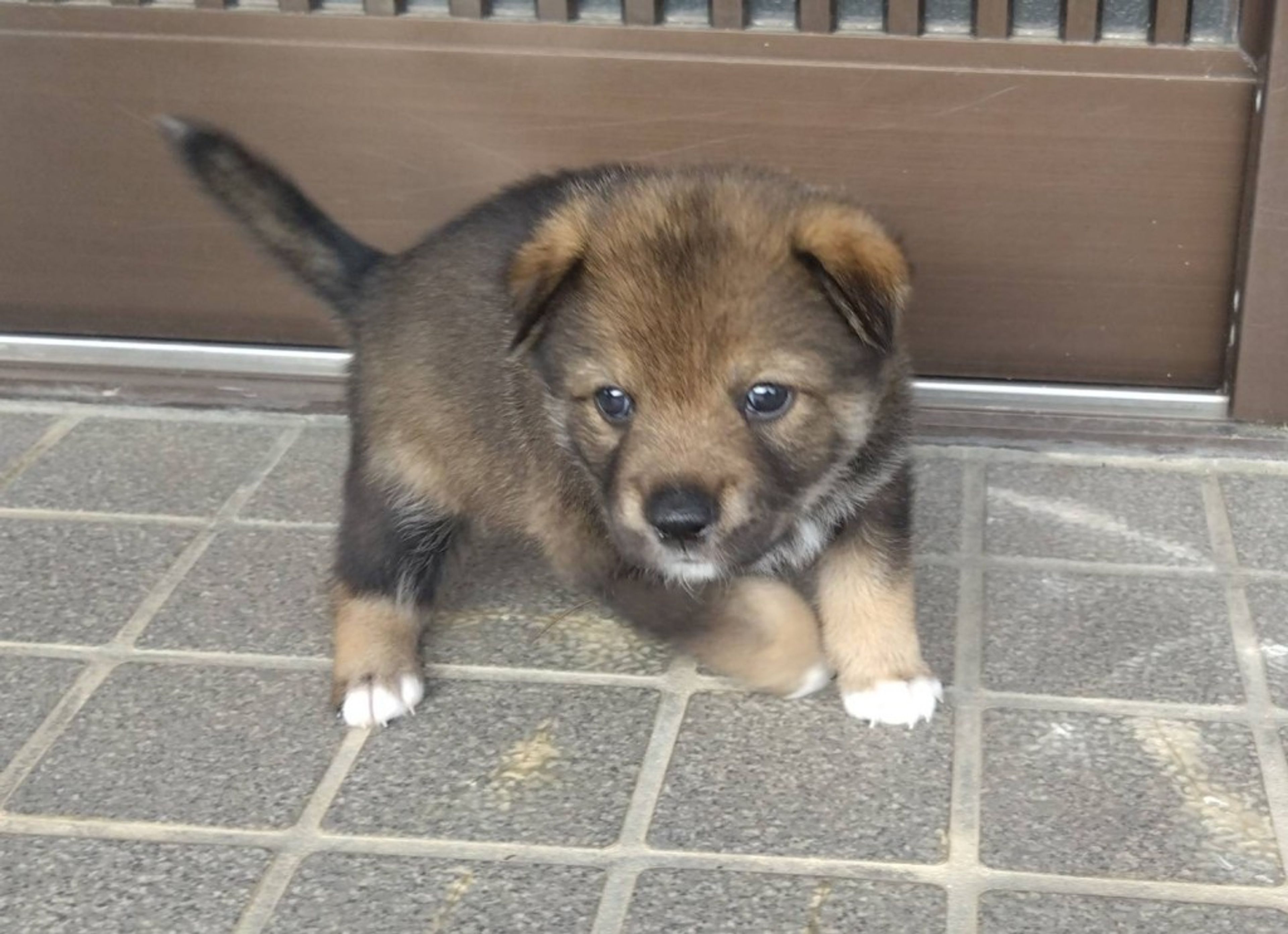 pet-image-5